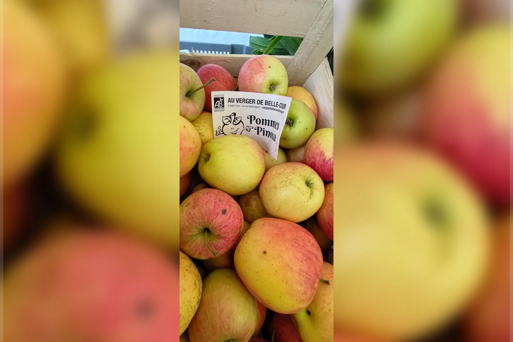 Pomme ''Pinova''