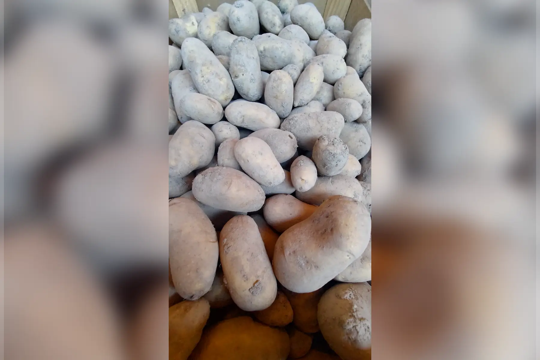 pomme de terre "charlotte"