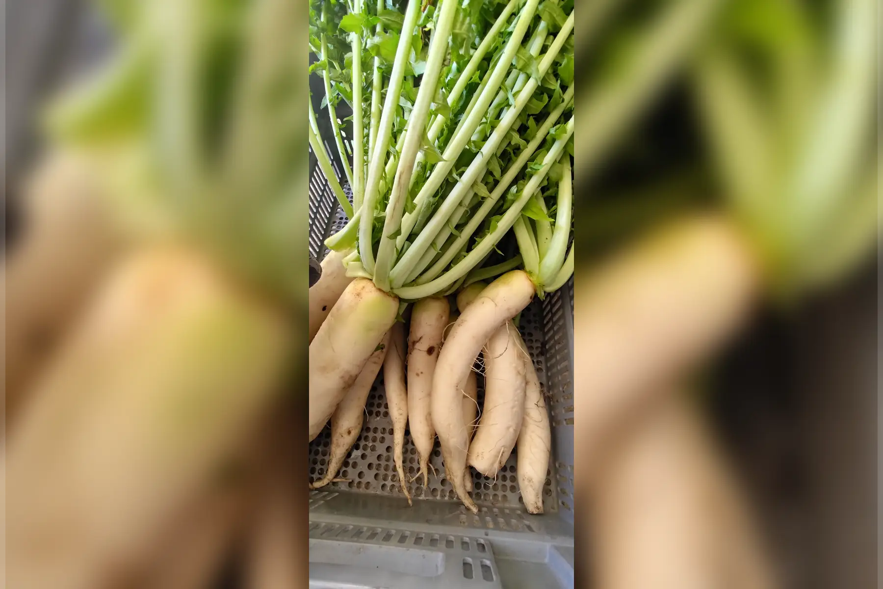 Radis Blanc "Daikon"