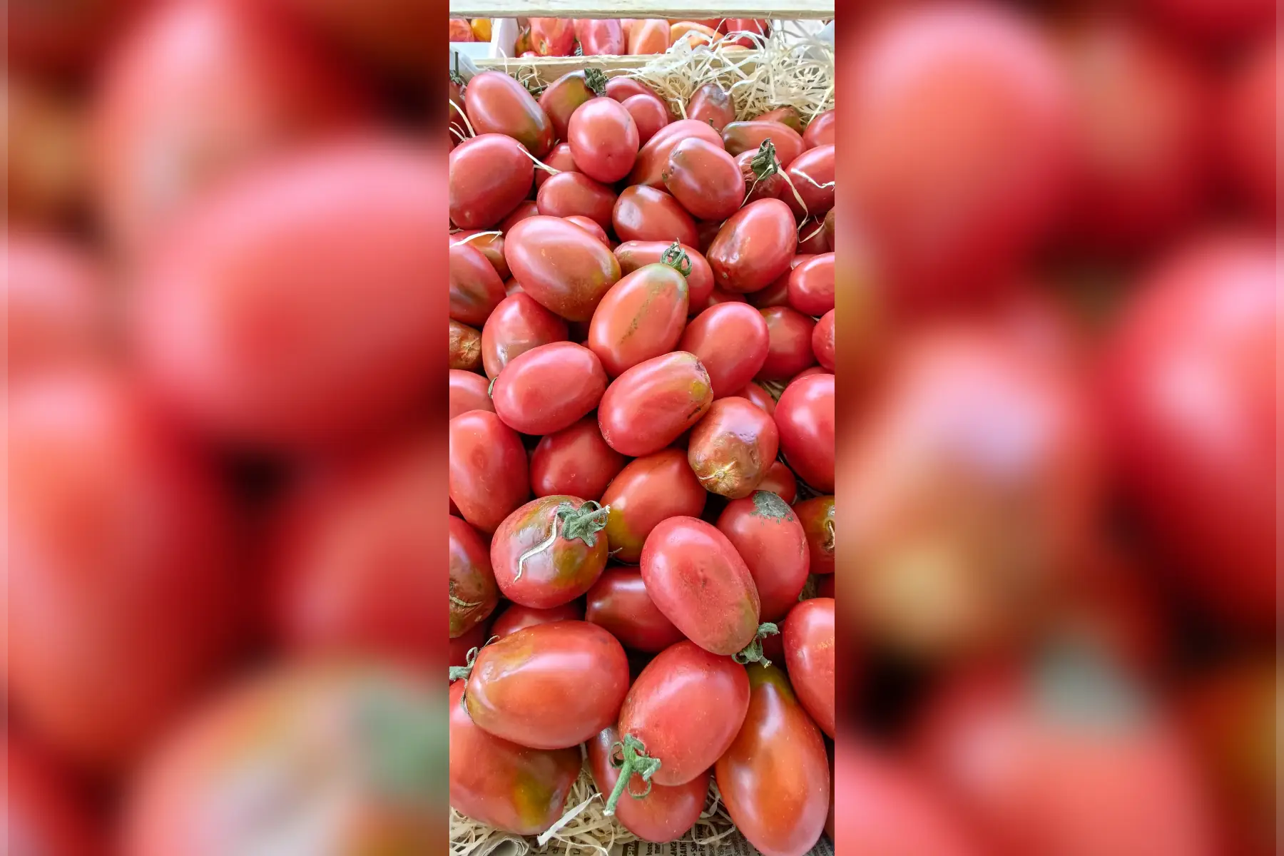 Tomate "prune noire"
