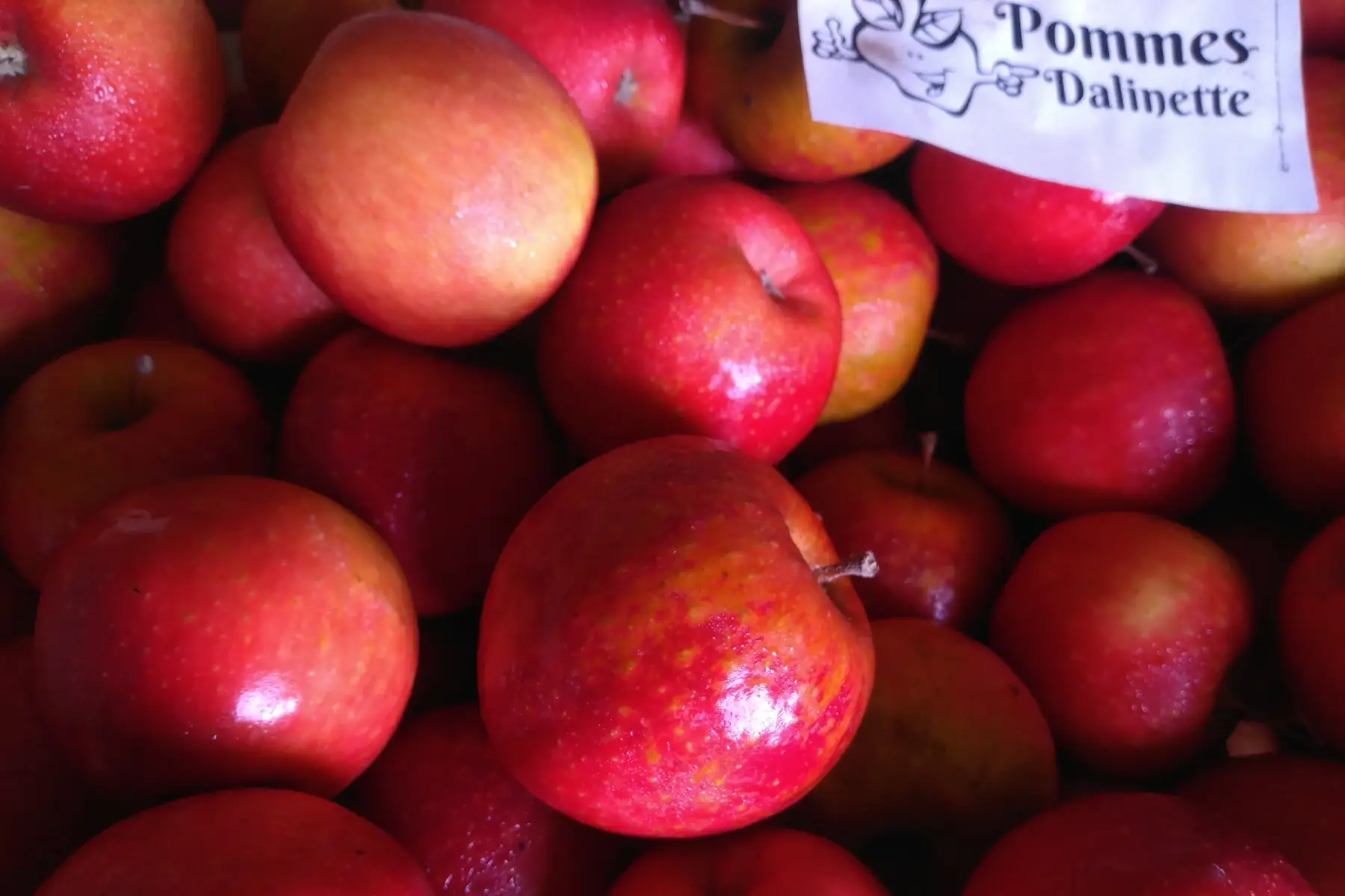 Pomme "Dalinette"