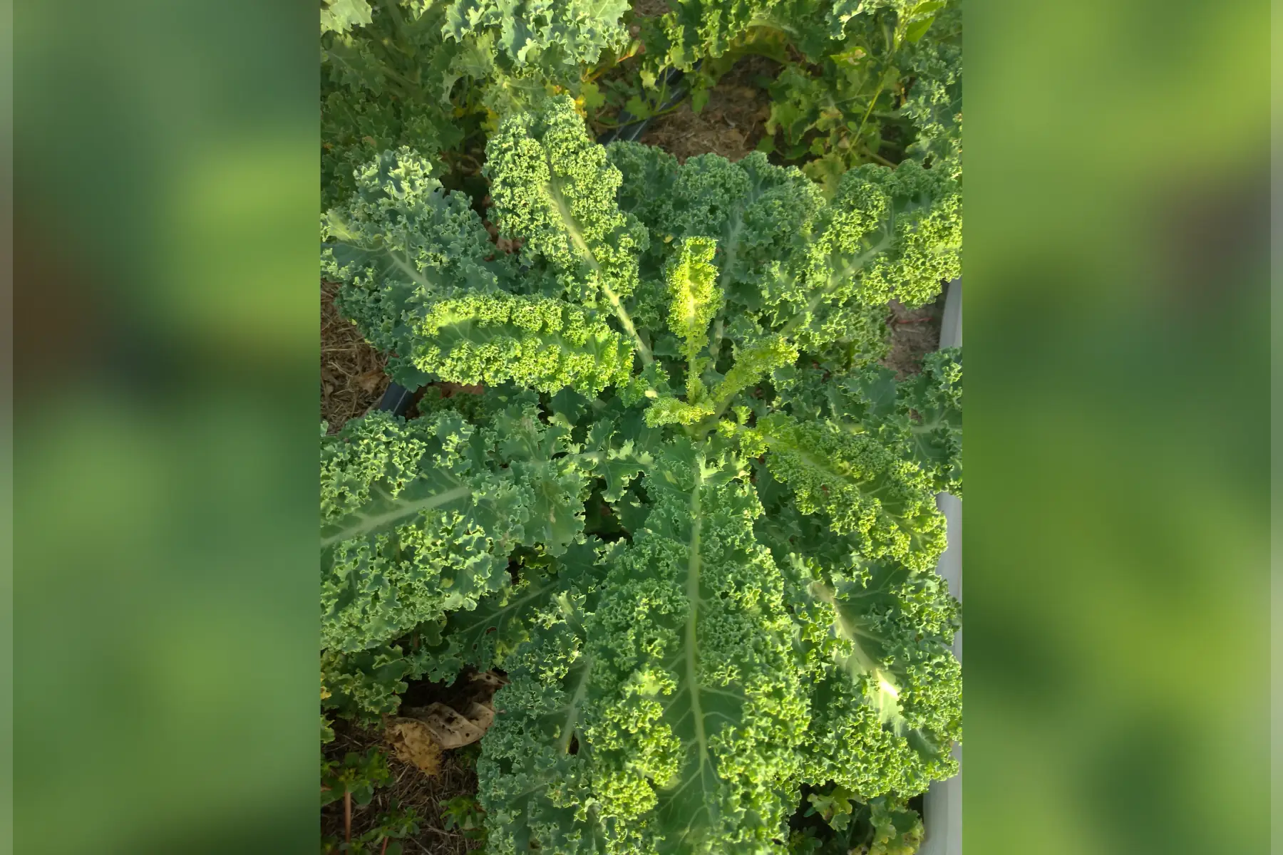 kale "vert"