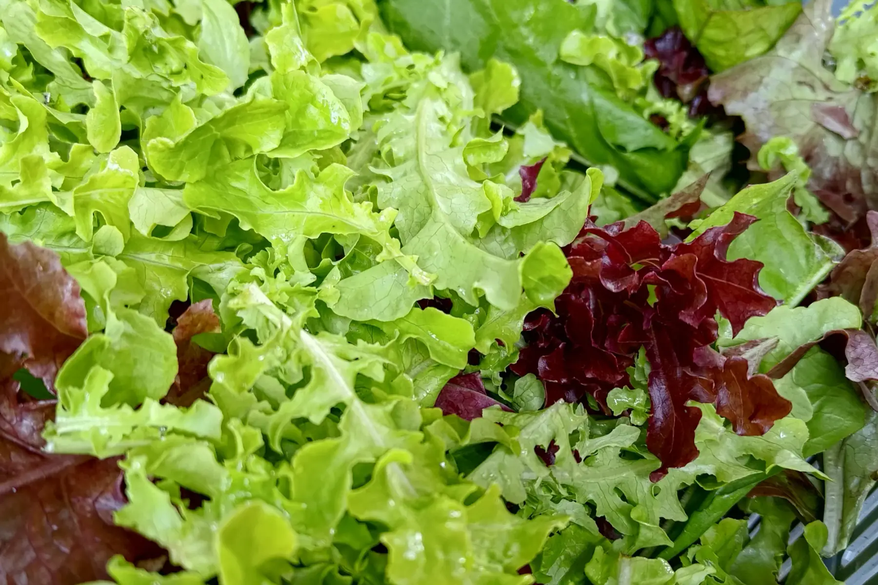 mesclun de saison