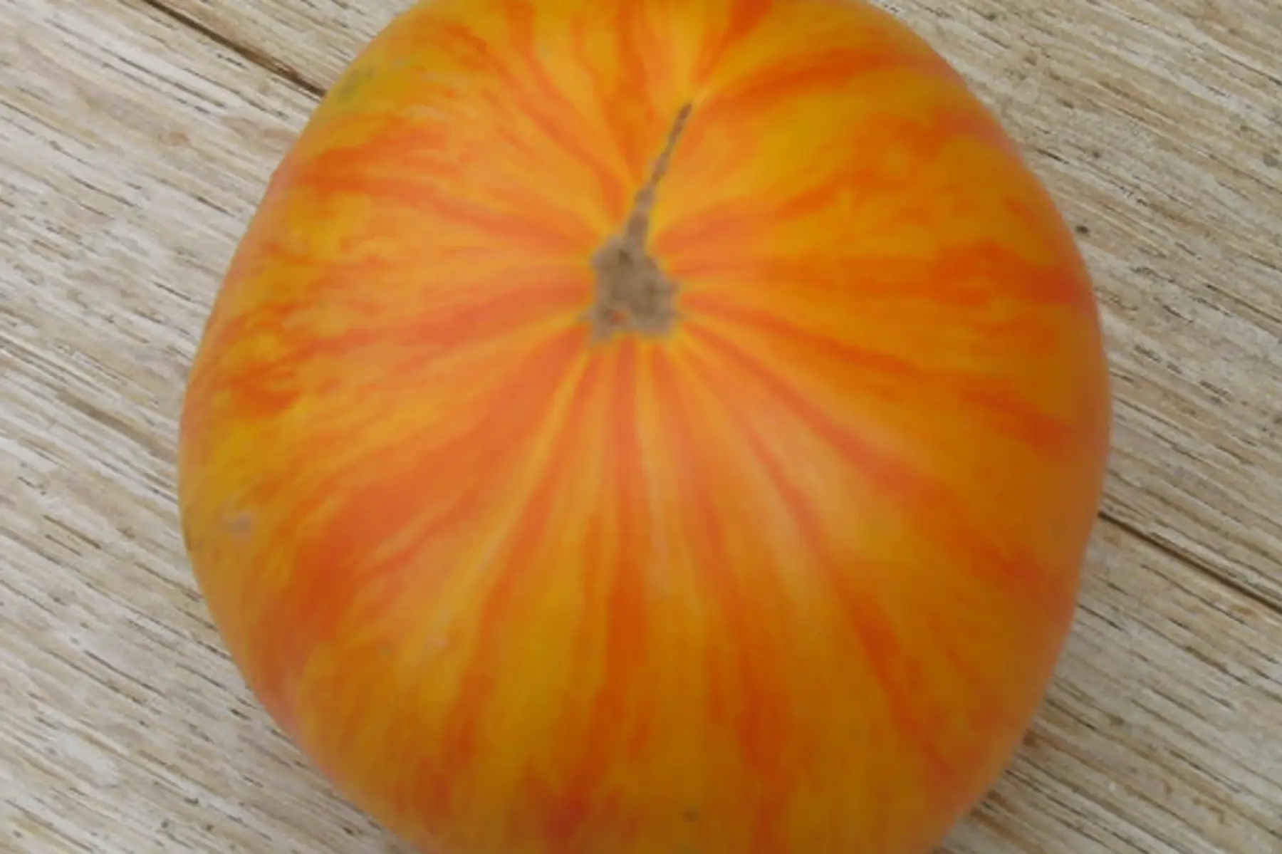 Plant de tomate "Copia"