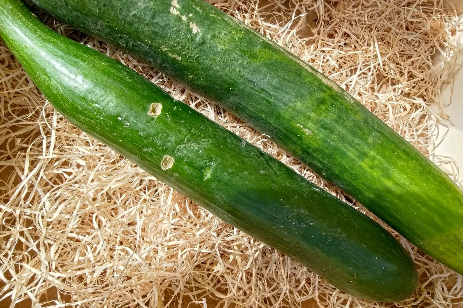 Concombre