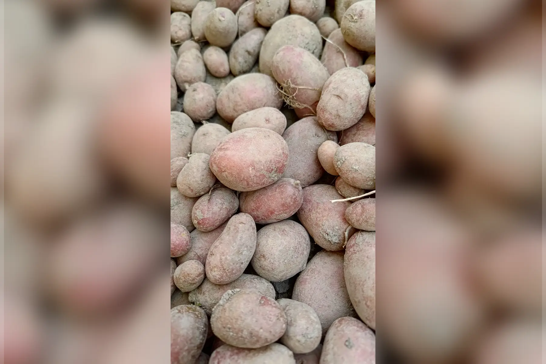 pomme de terre ''rosabelle''