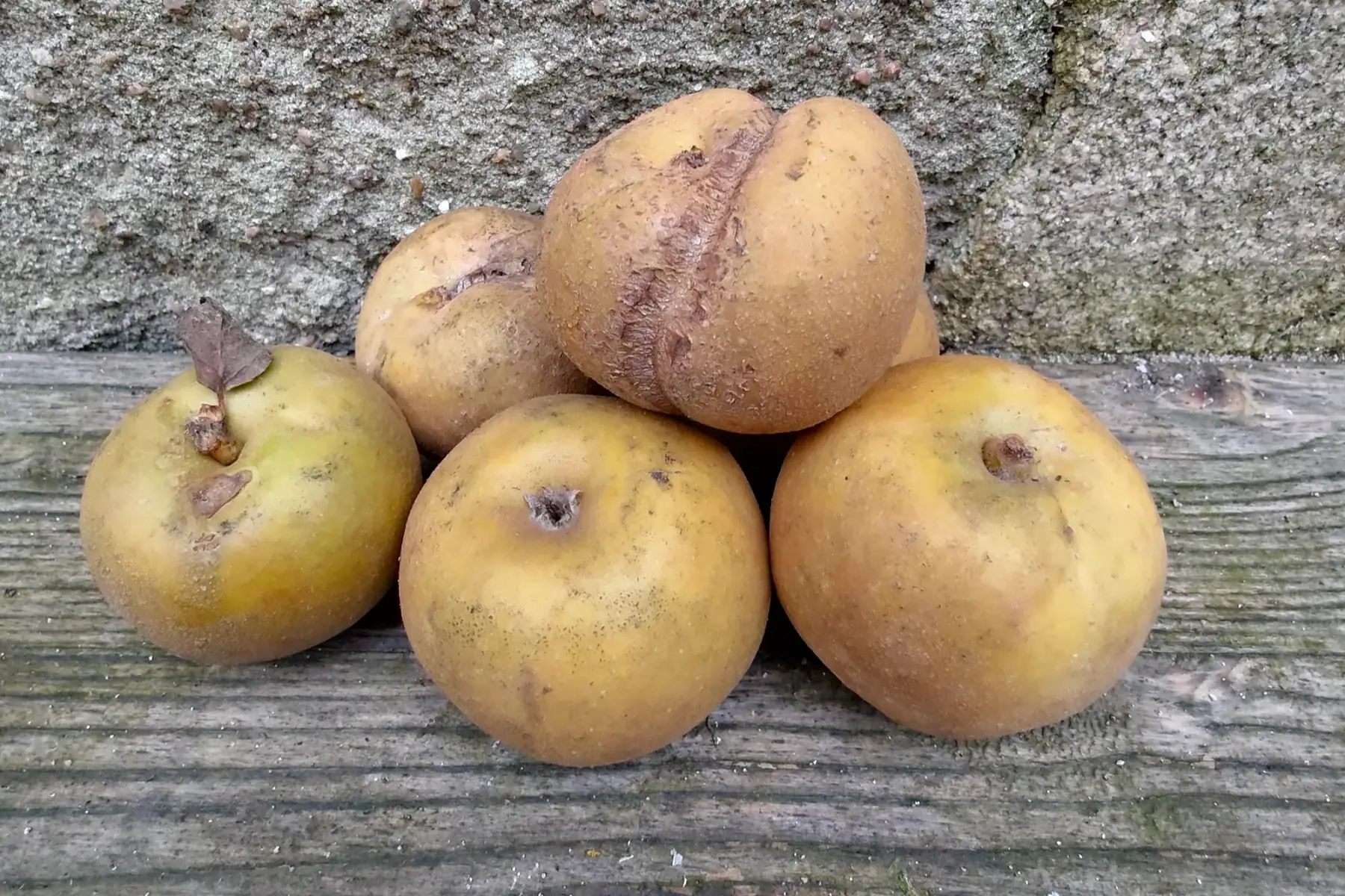 Pomme ''Patte de loup''