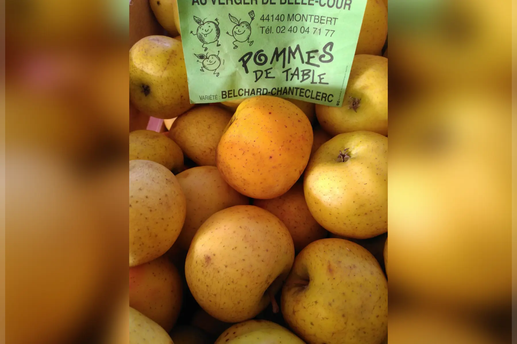 Pomme "Belchard- Chanteclerc"