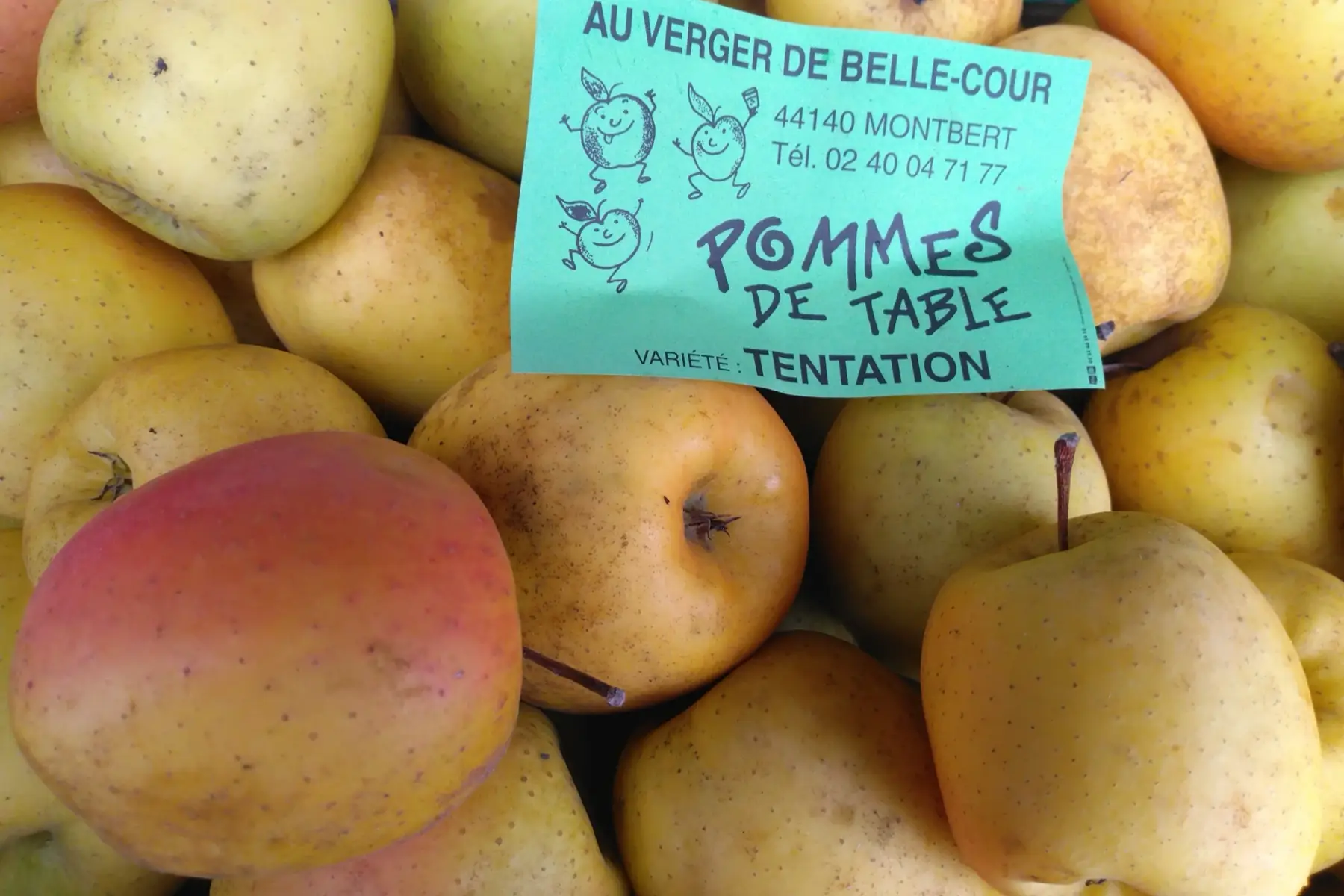 Pomme" Tentation"