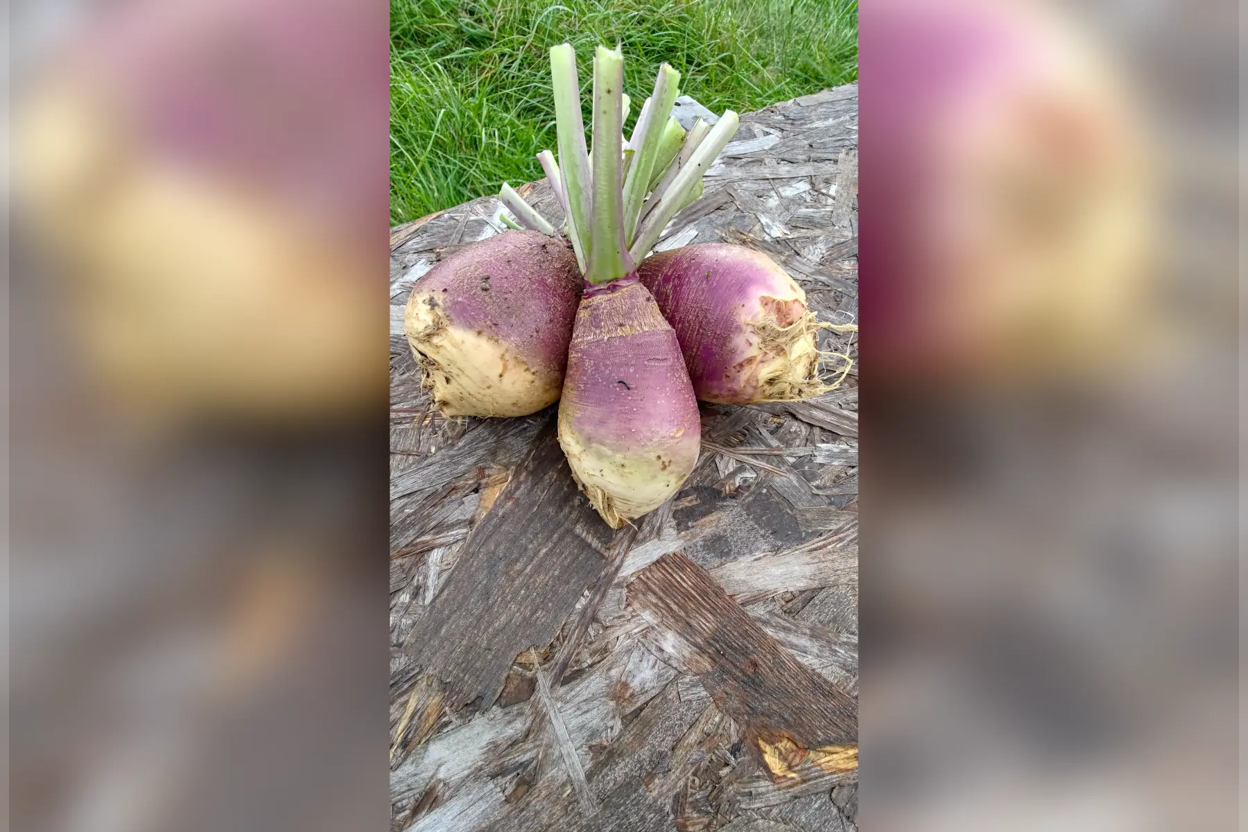 rutabaga