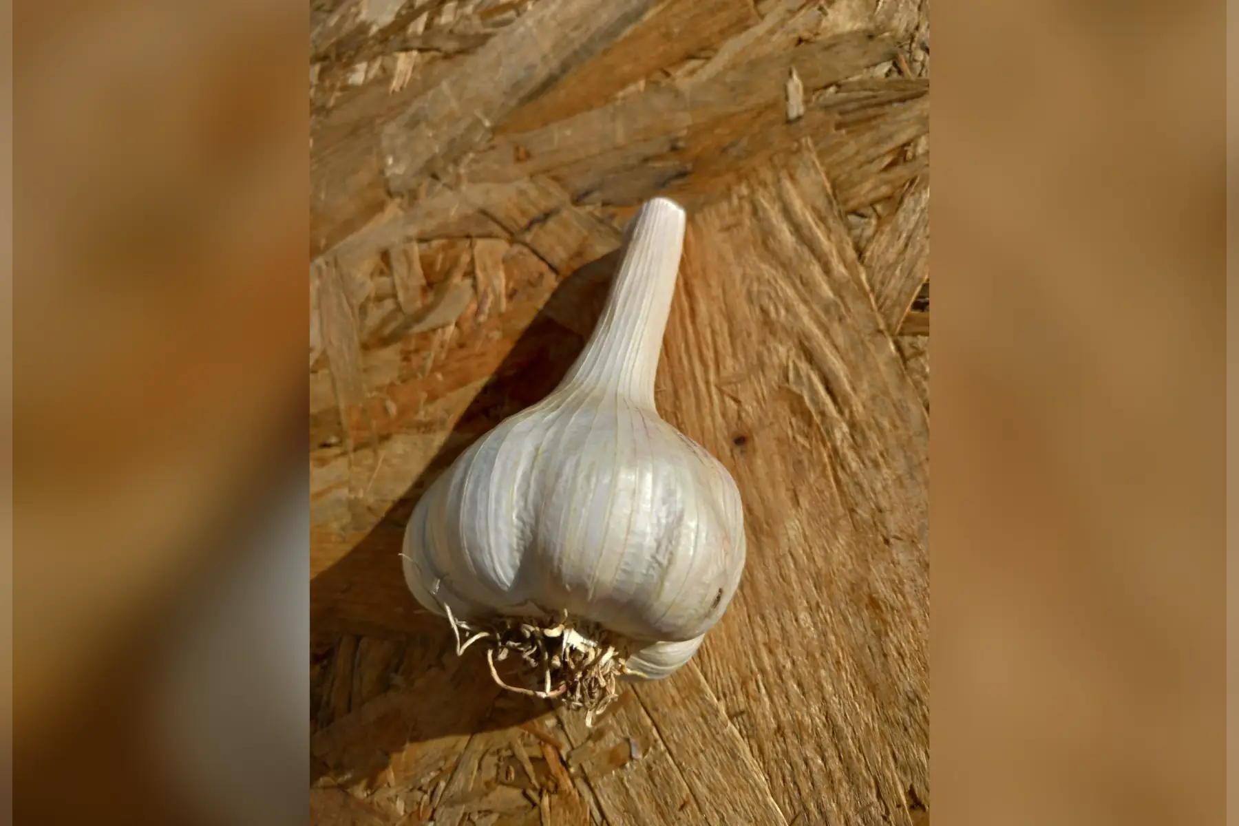 ail "blanc" la tête