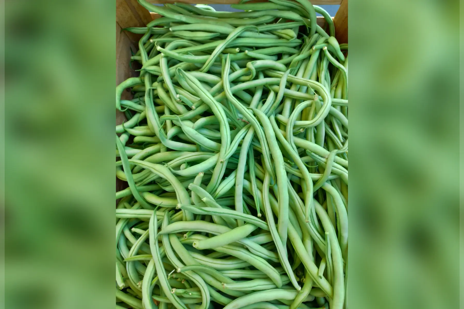 Haricots verts