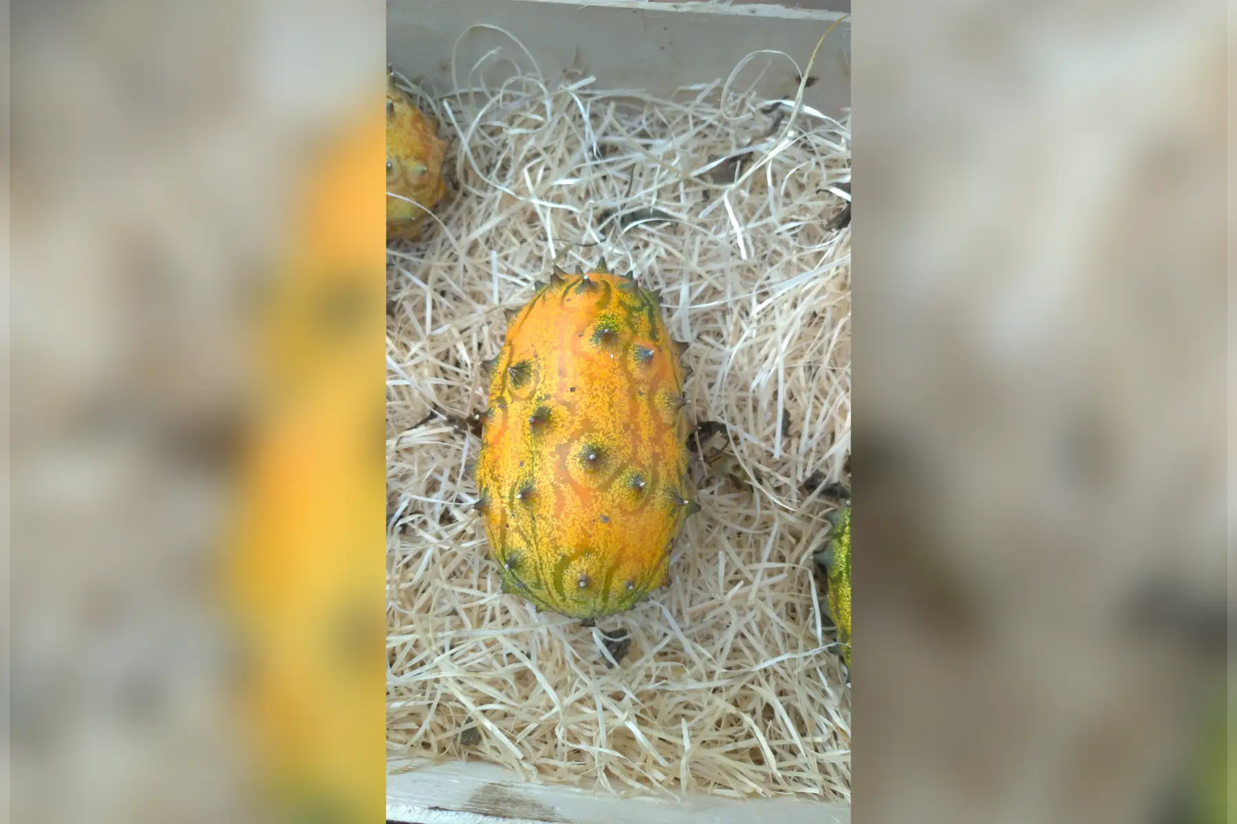 kiwano