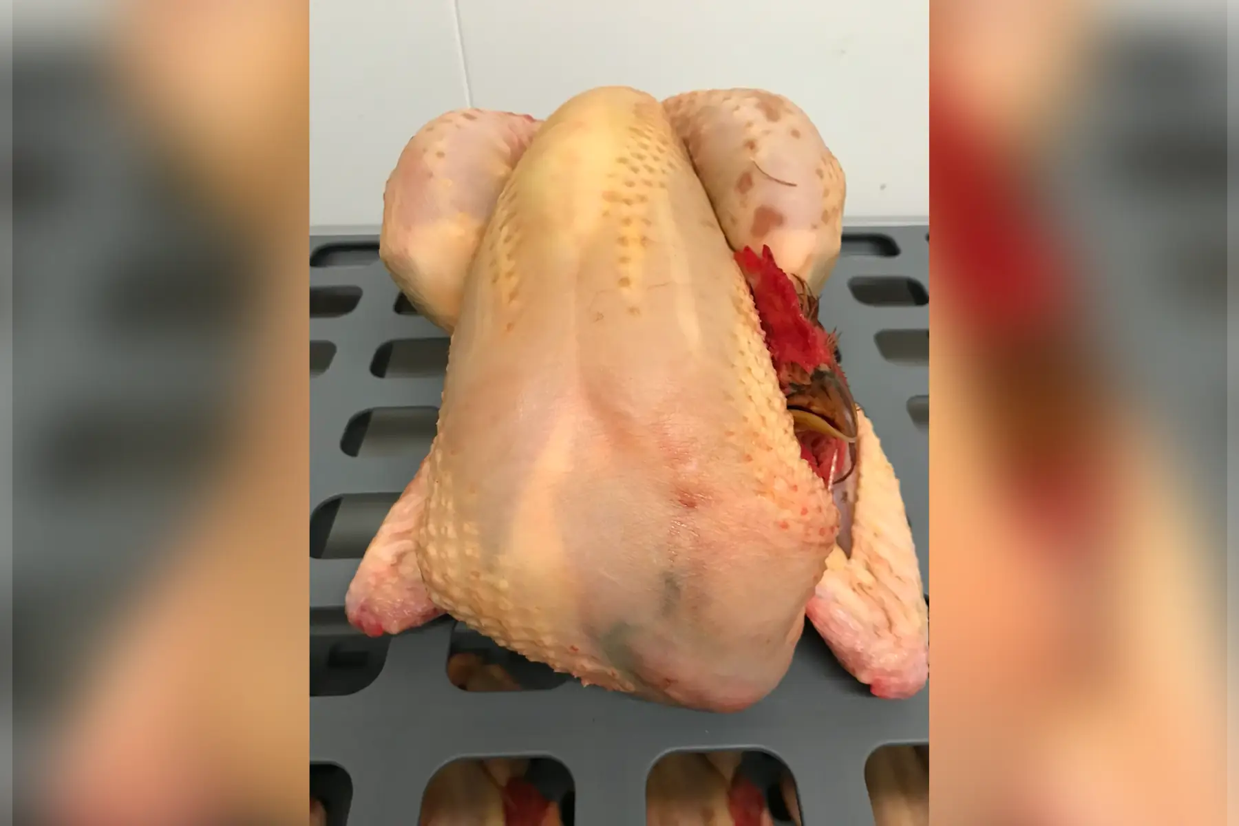 poulet de chair bio