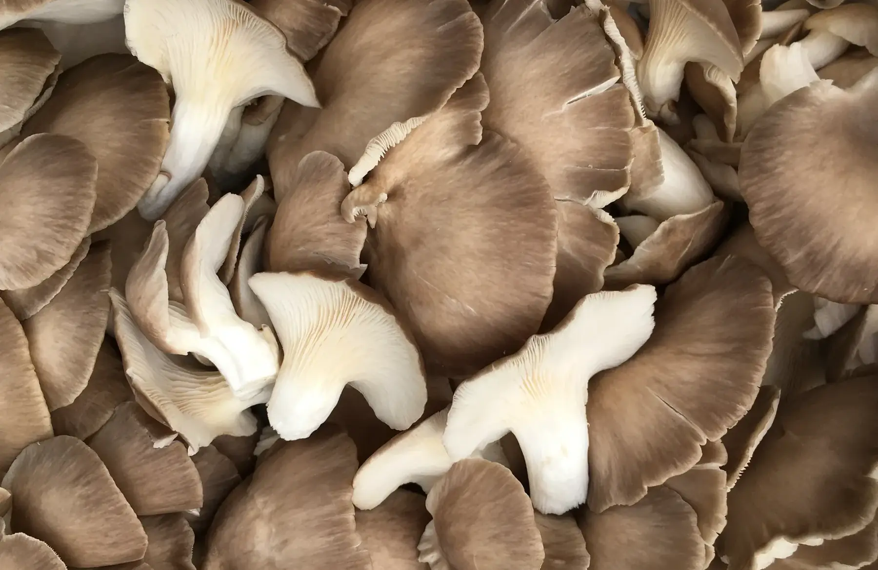 pleurote brun (pleurotus pulmonarius)