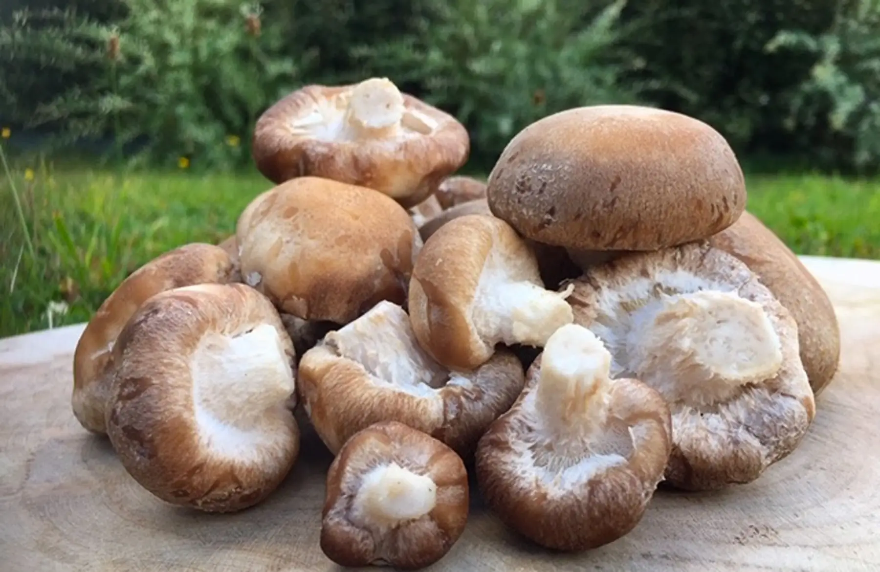 Les champignons du Loch