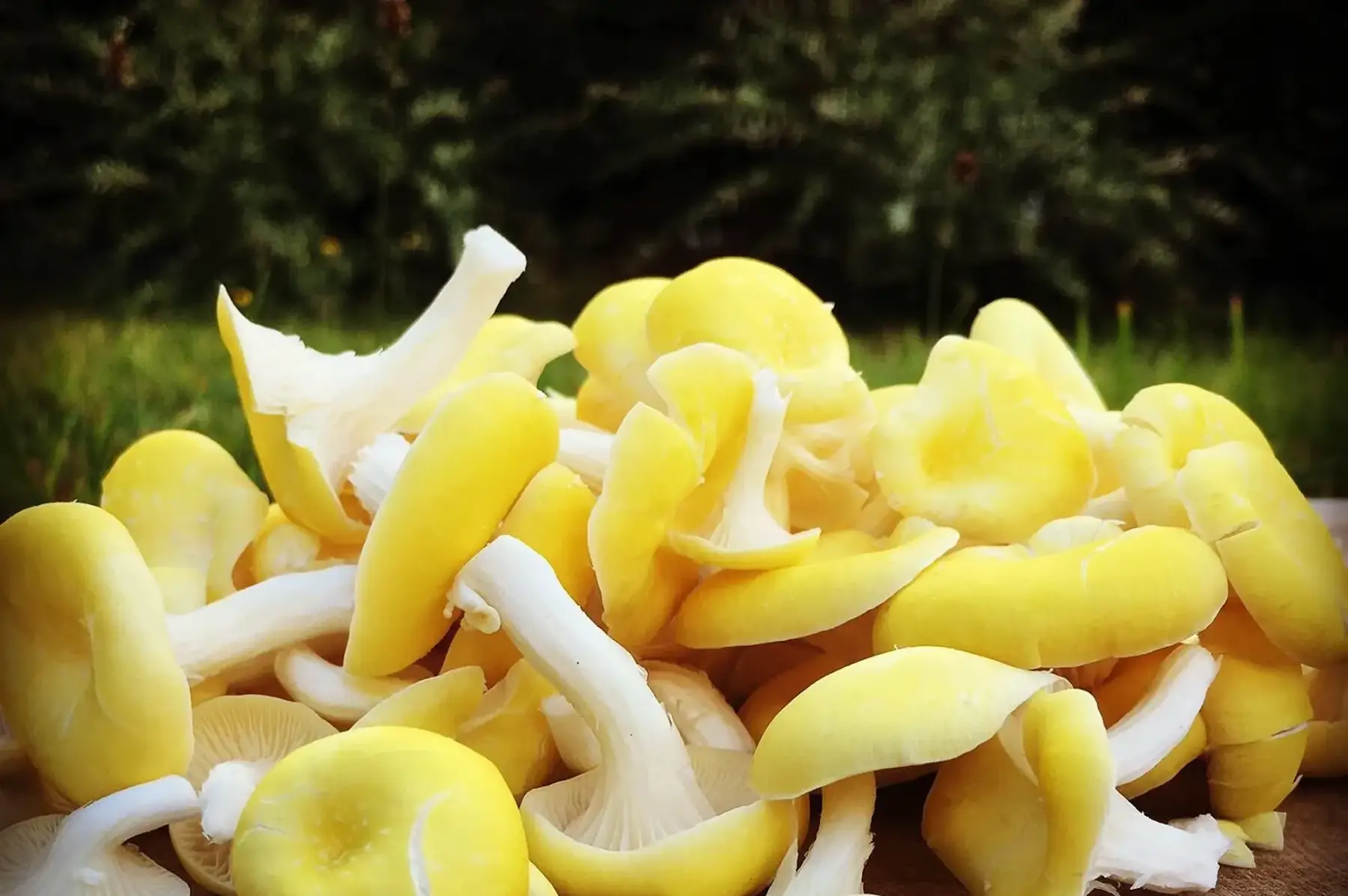 pleurote jaune (pleurotus citrinopileatus)