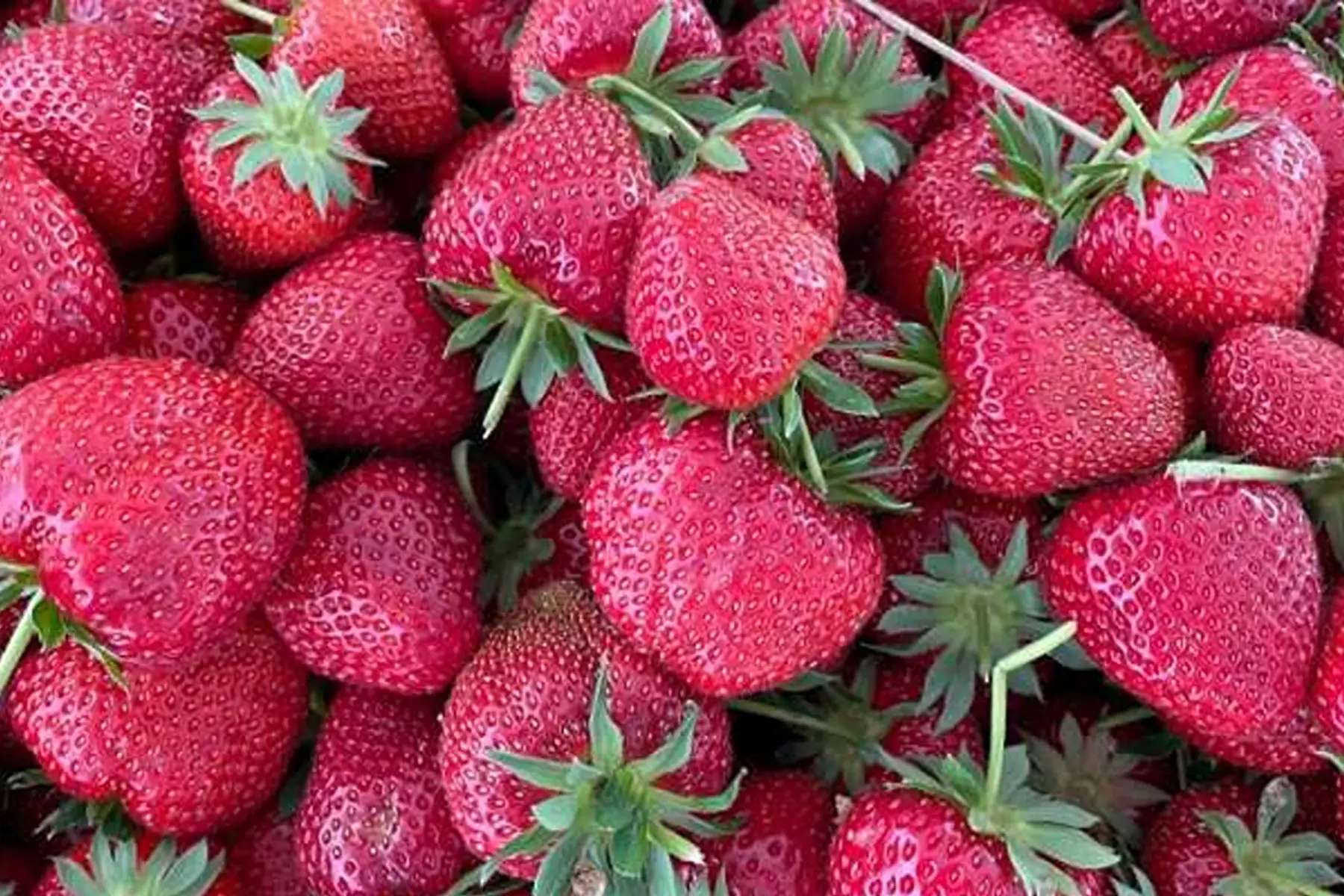 fraise à confiture