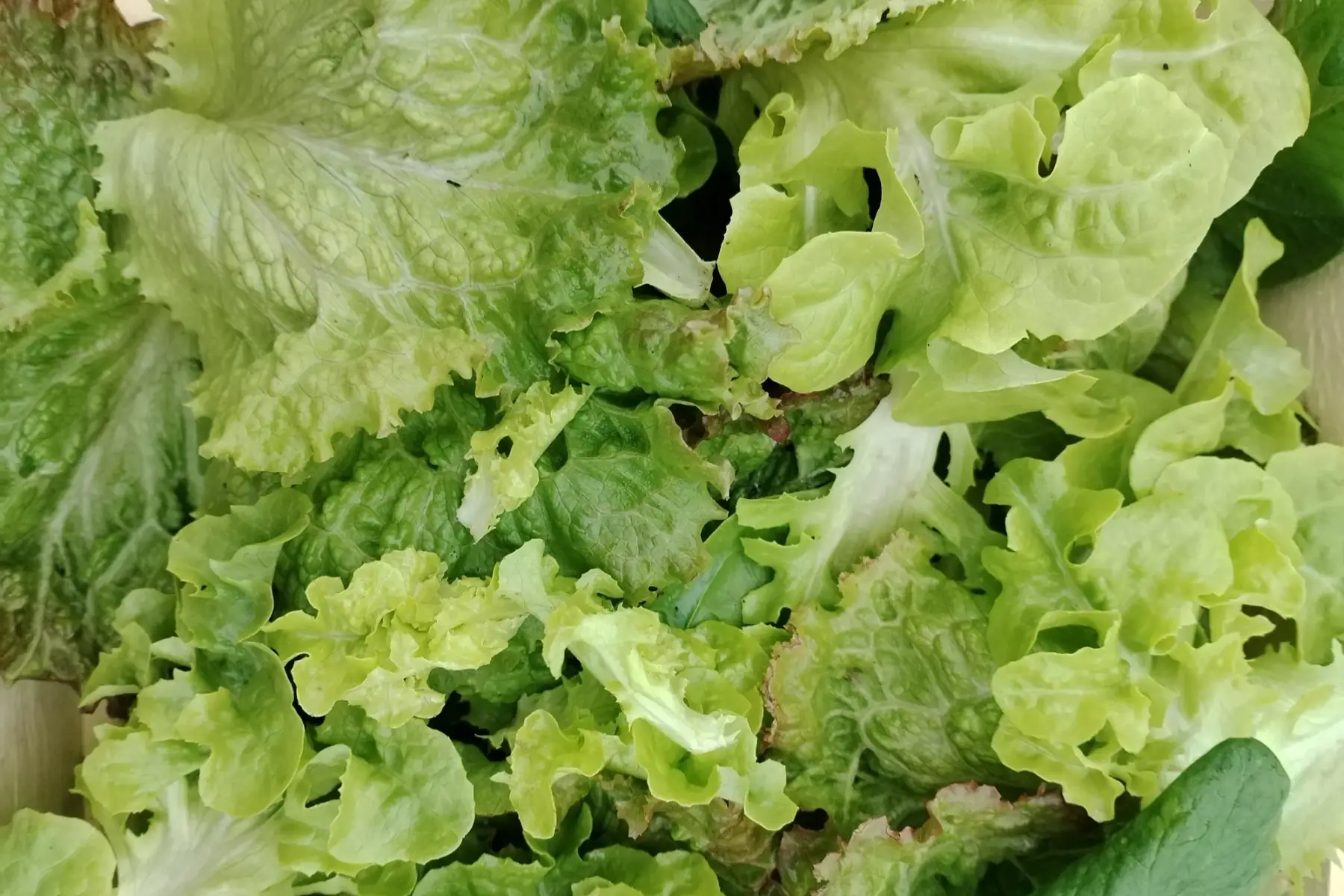 feuilles de salade en mélange