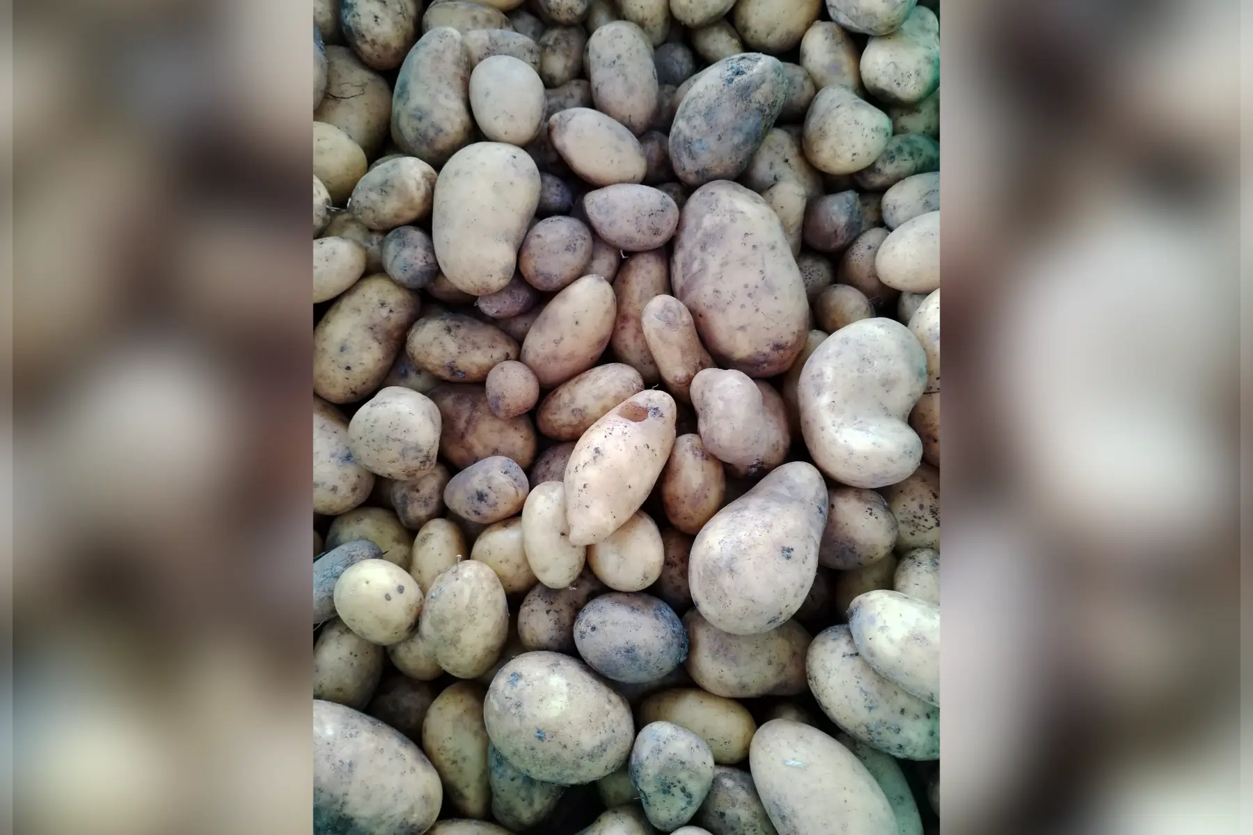 Pomme de terre Allians chair ferme