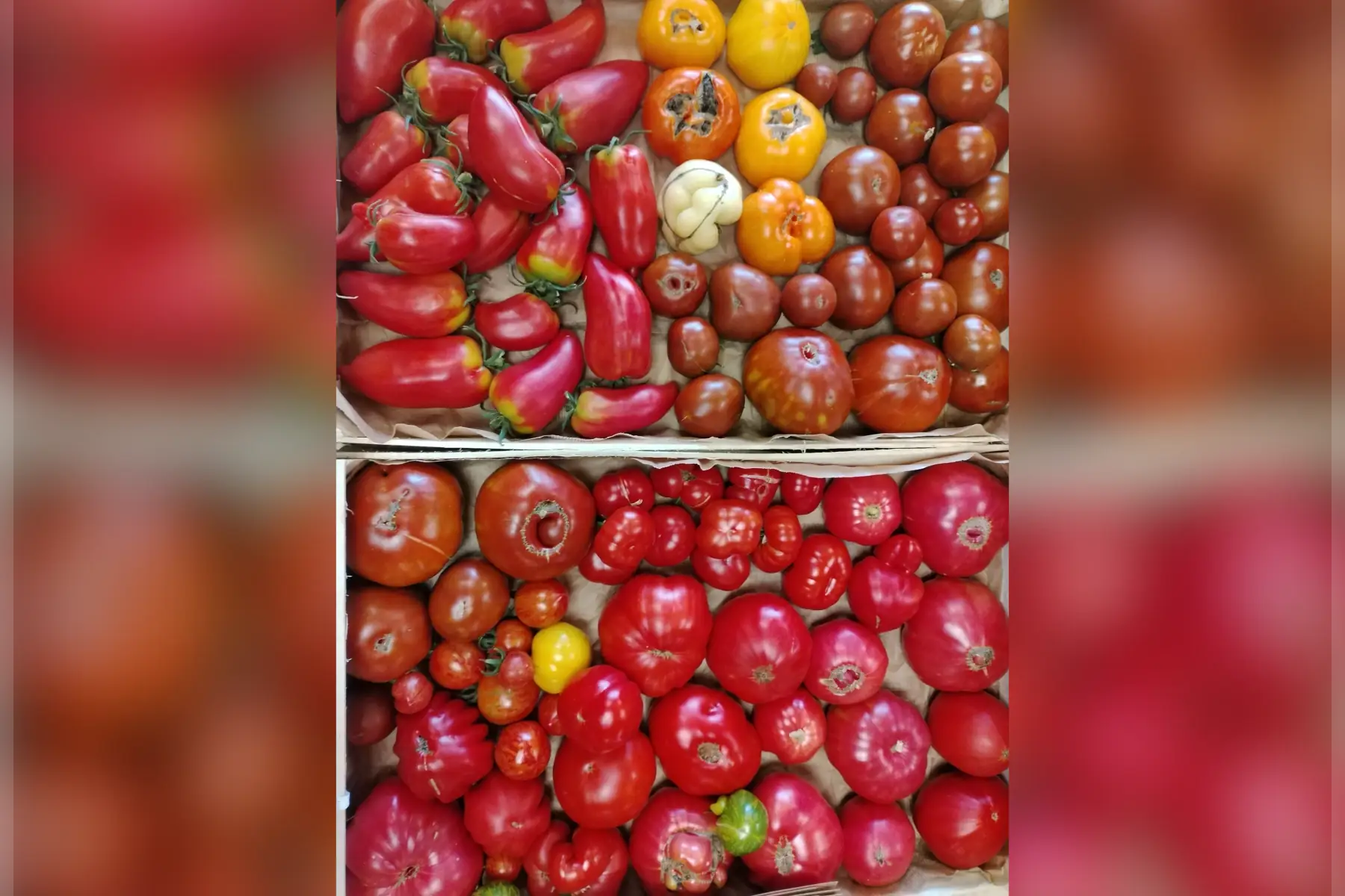 Tomates anciennes