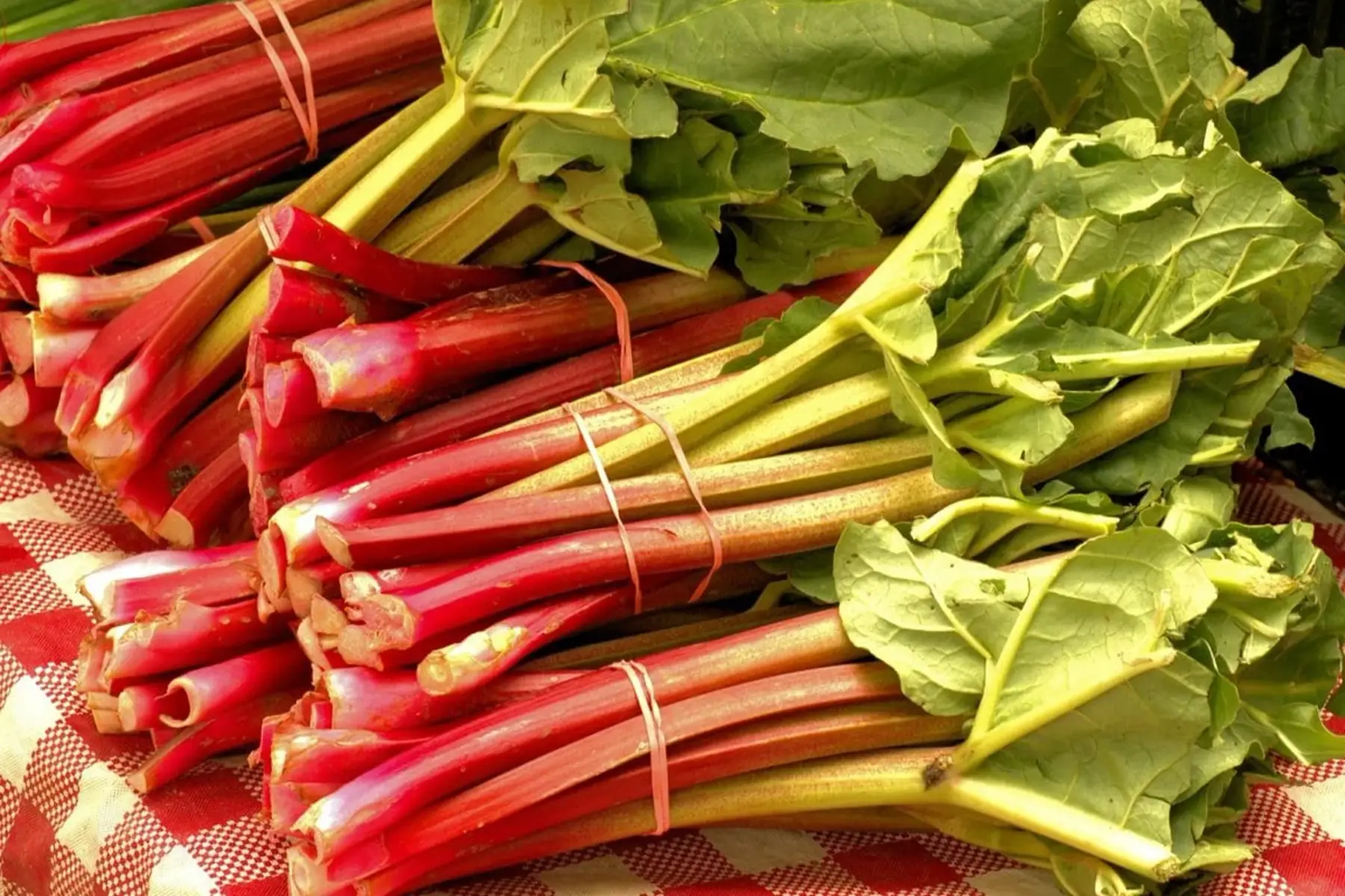 rhubarbe
