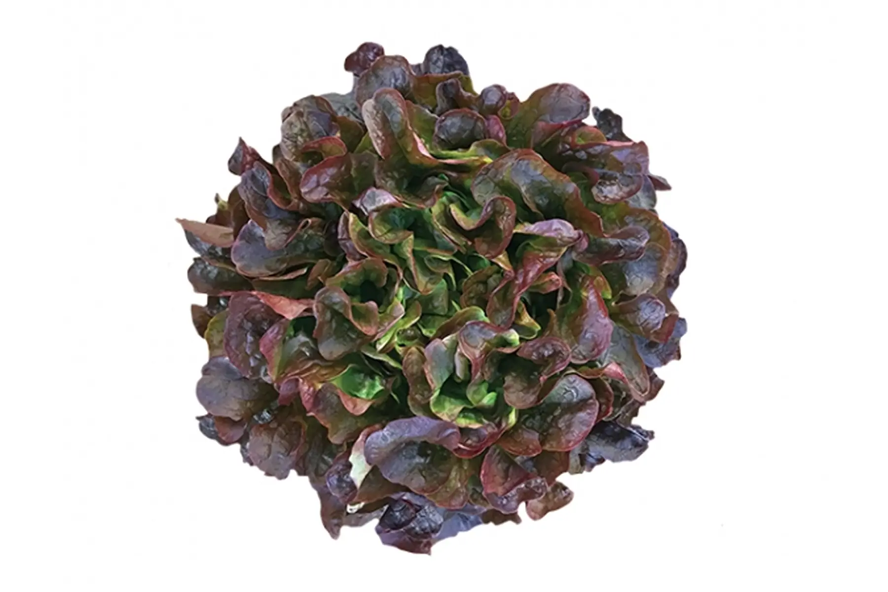 salade feuille de chêne rouge