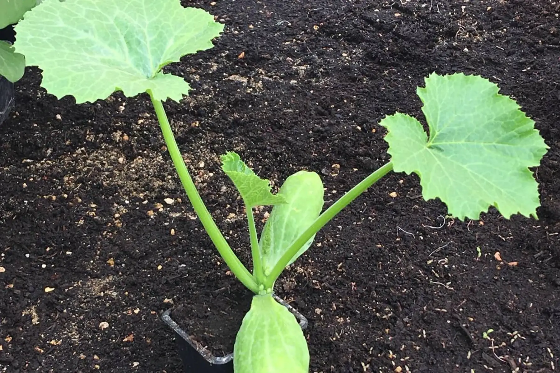 plant de courgette