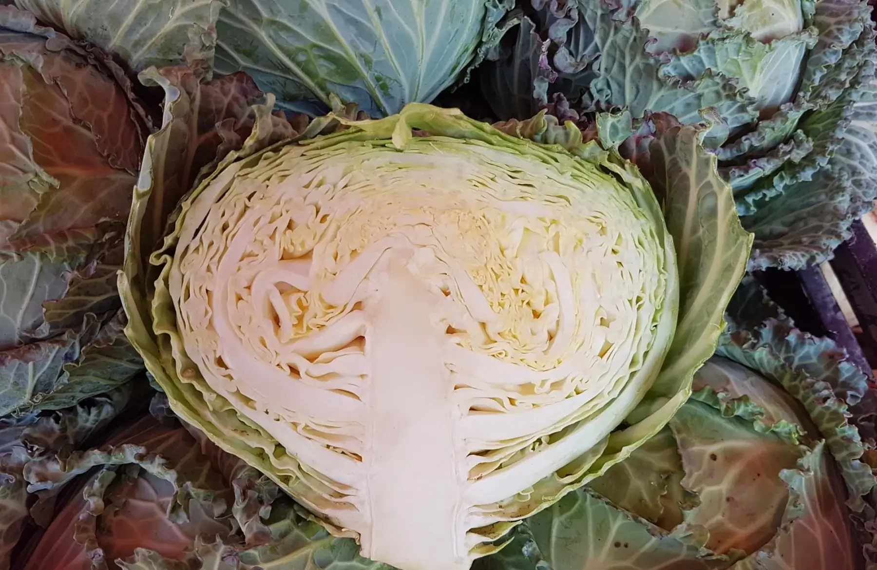 Chou de Lorient d'environ 1kg