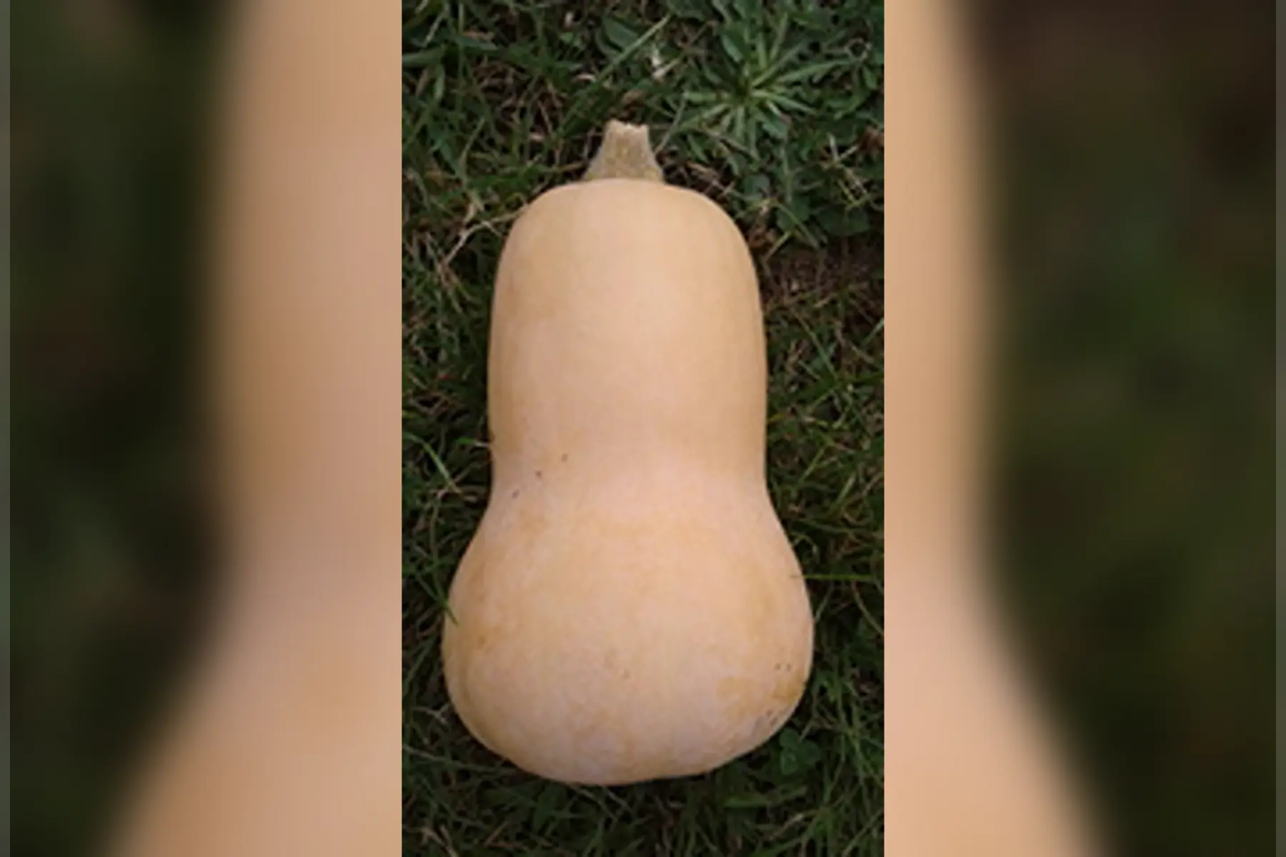 butternut 1,6kg