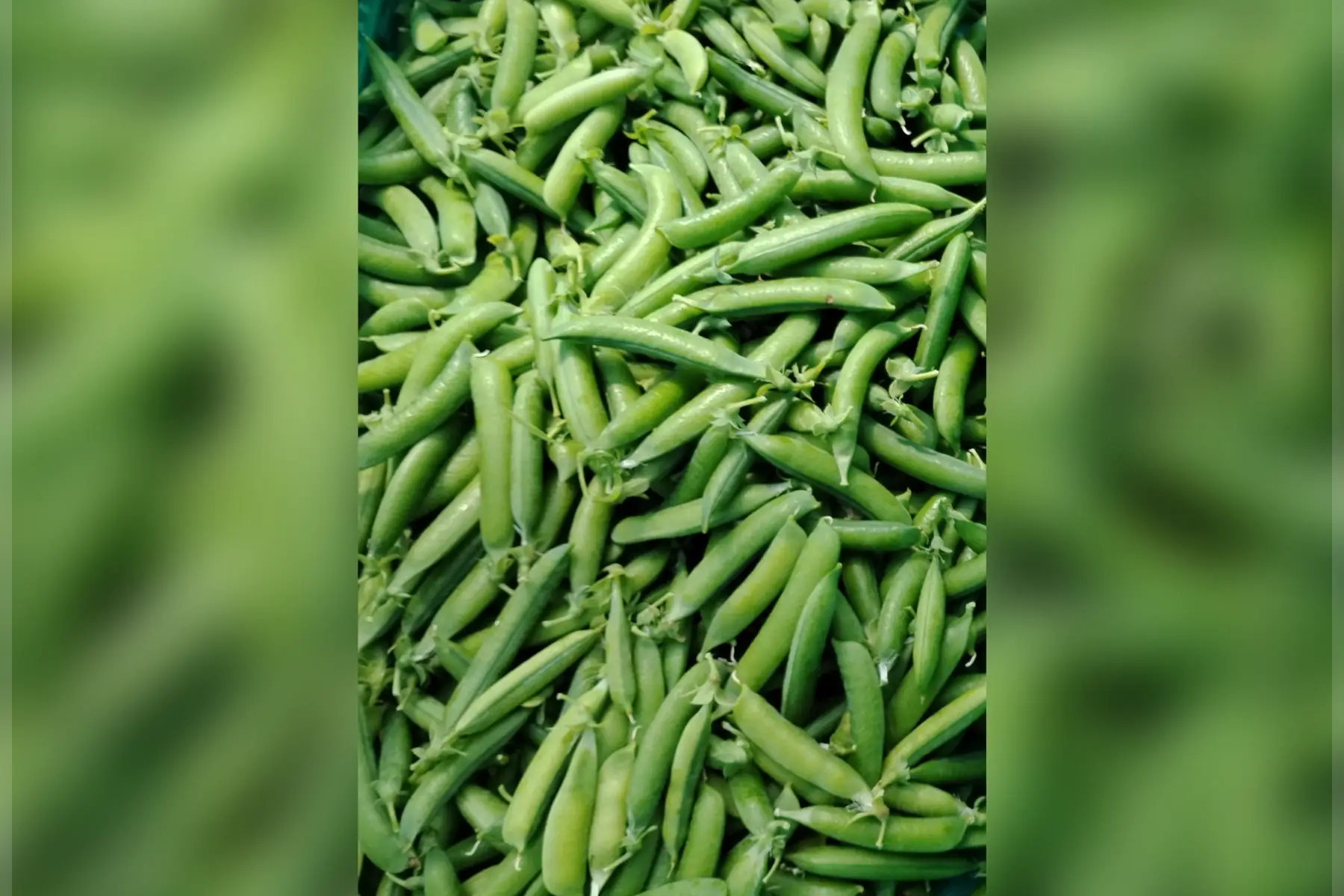 petit pois