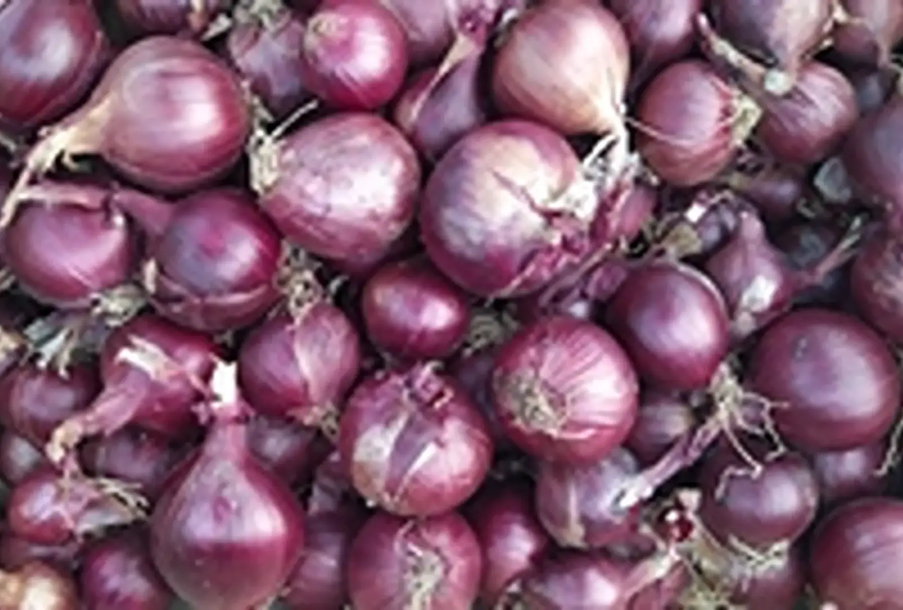 oignon rouge