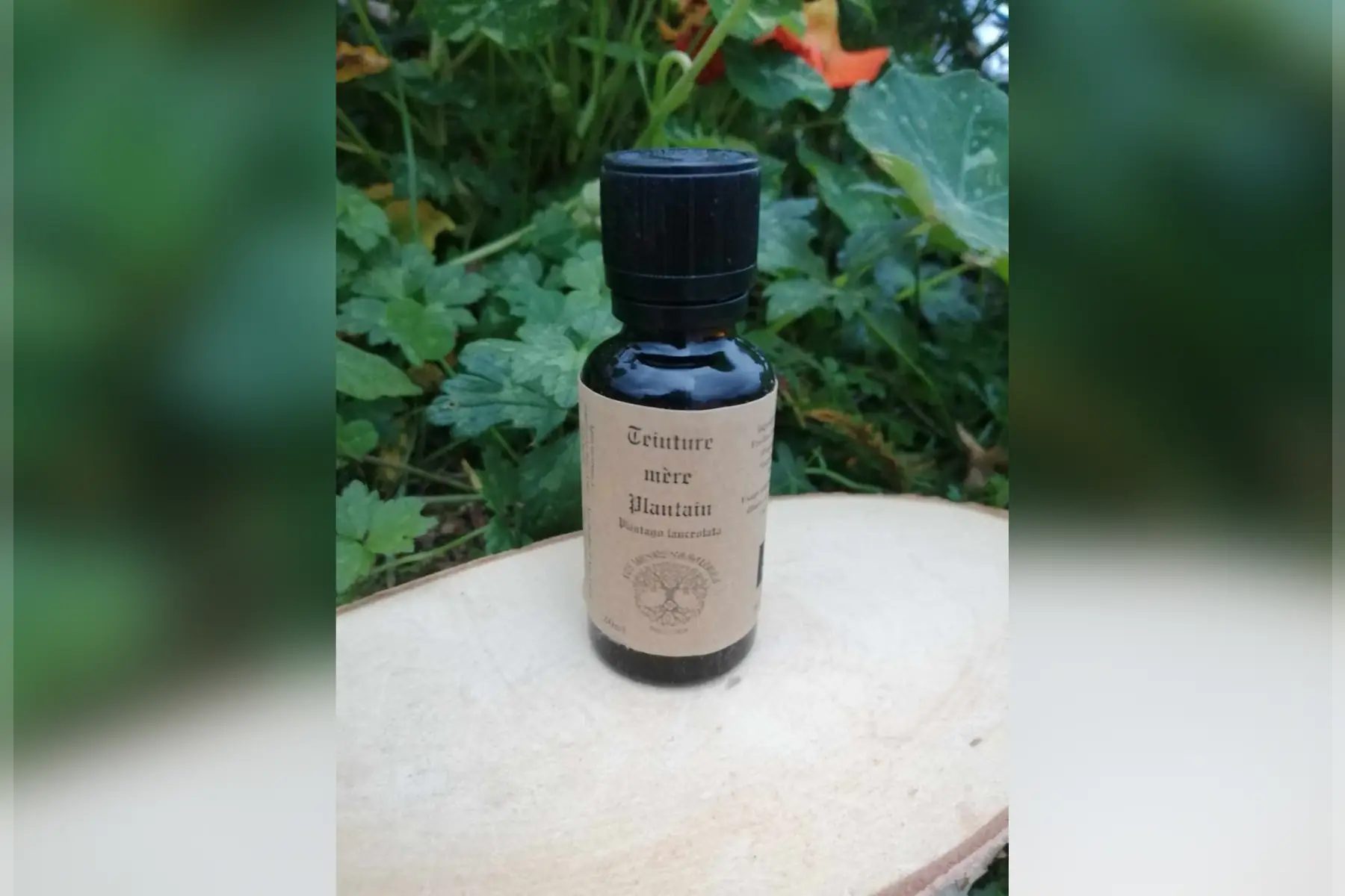 teinture mère plantain (plantago lanceolata)