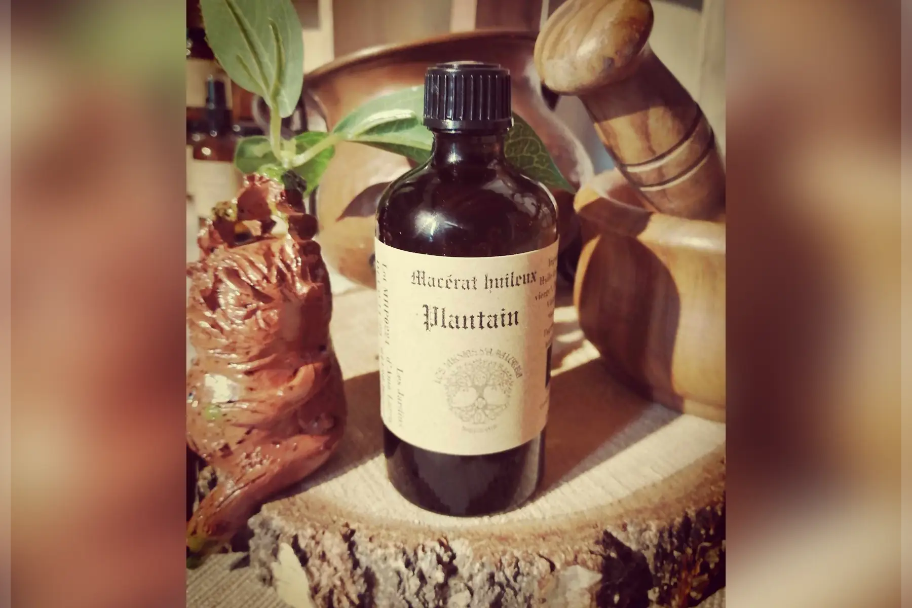 macérat huileux plantain