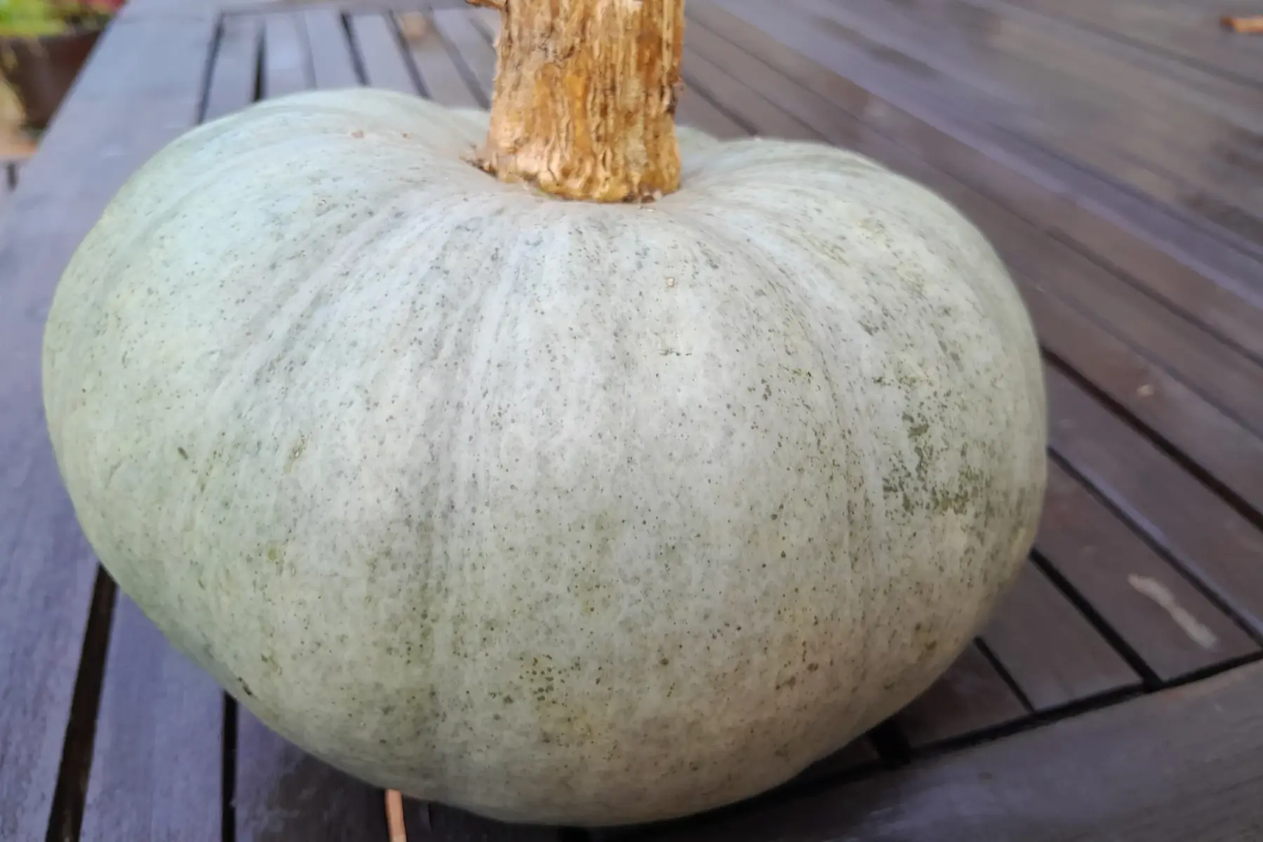 Courge bleue de Hongrie