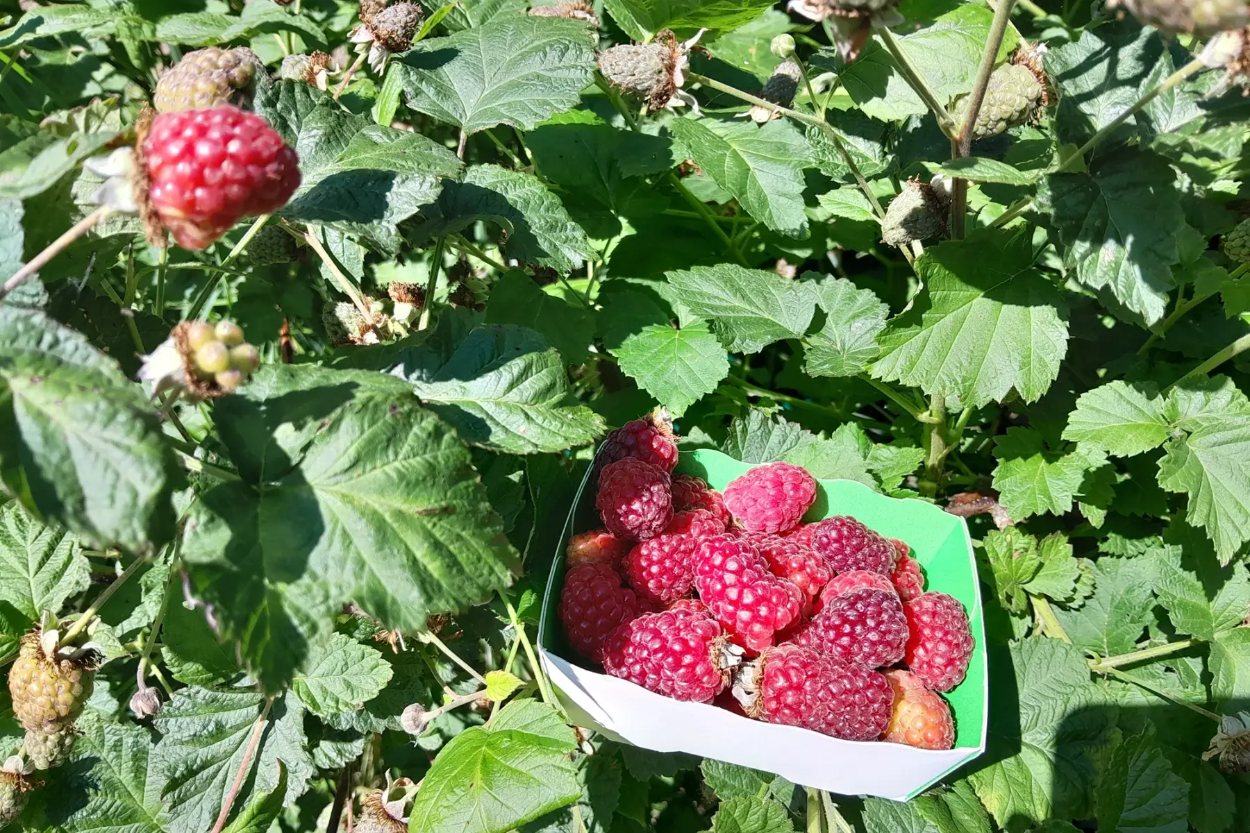 framboise bio acidulée en barquette de 125 g