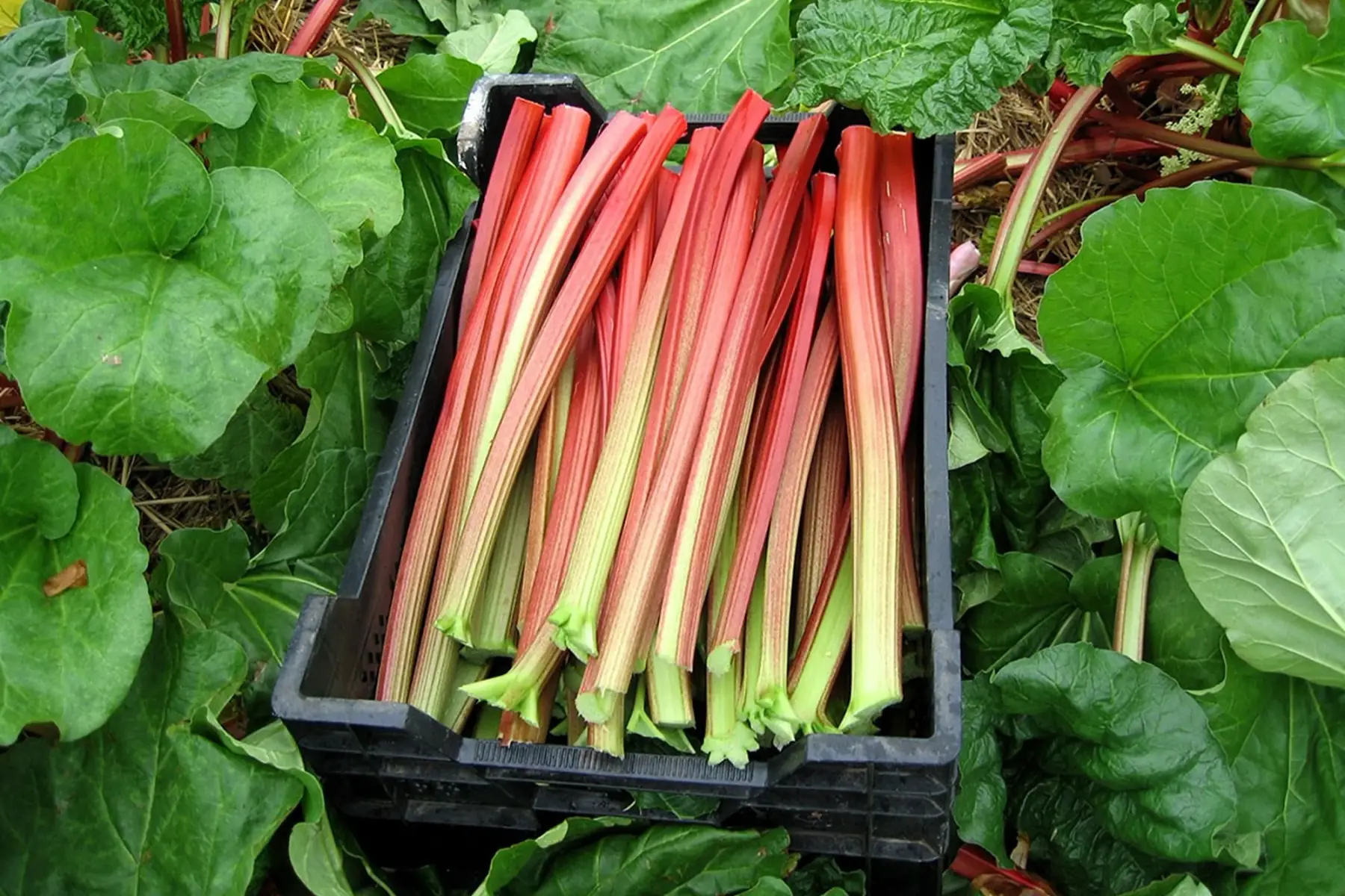 rhubarbe bio