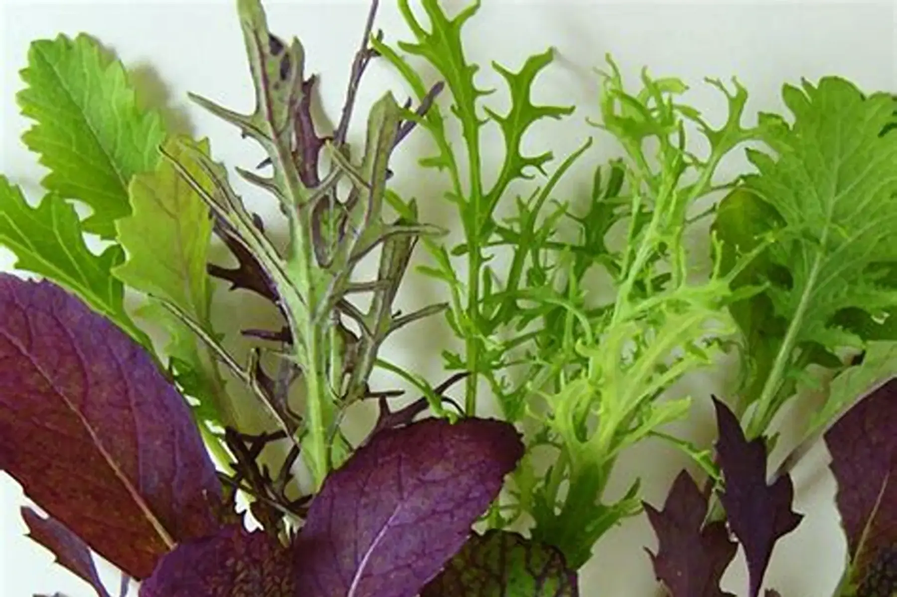 mesclun