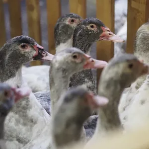 La ferme de Truchevent