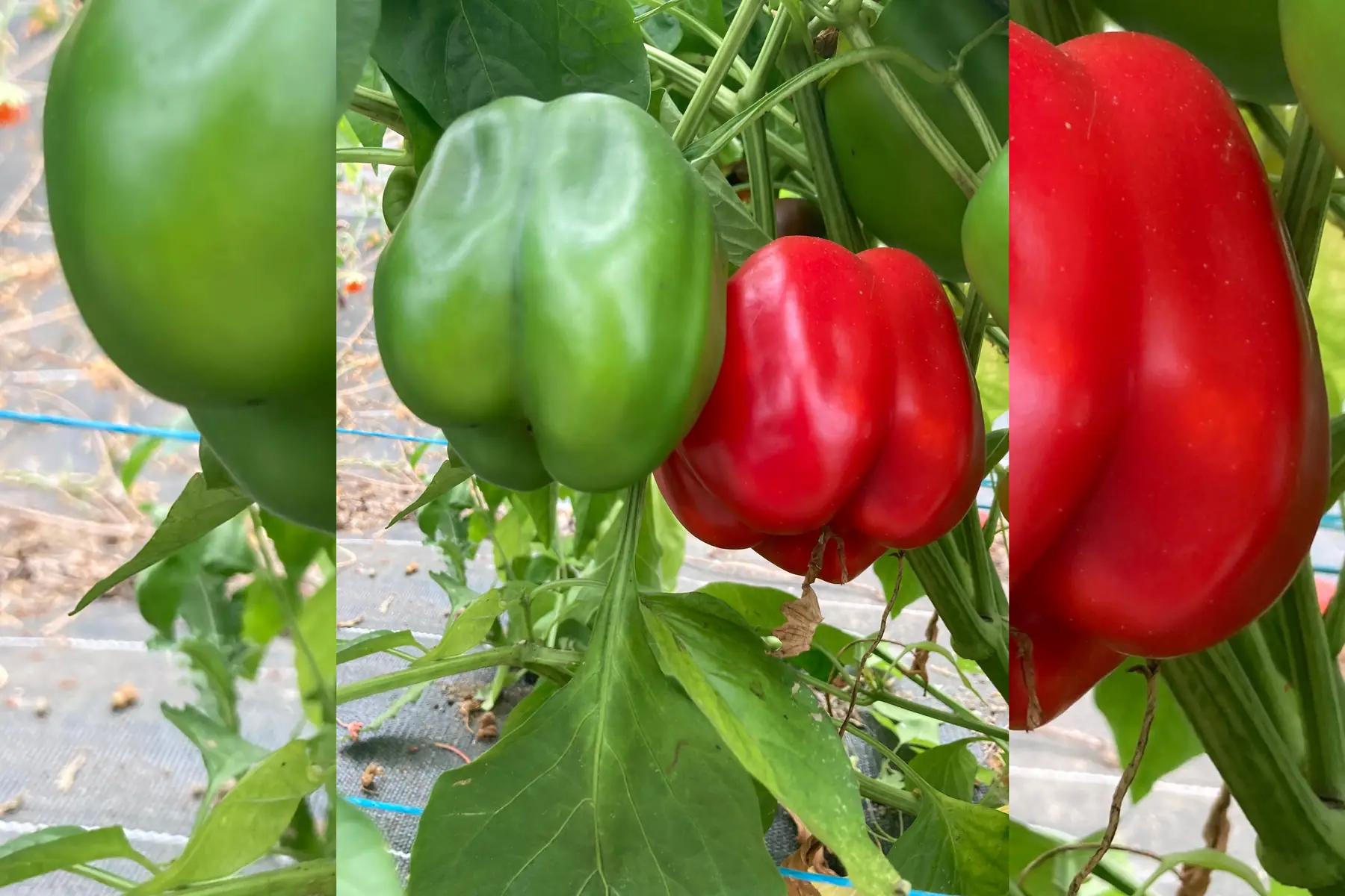 Poivrons en mélange