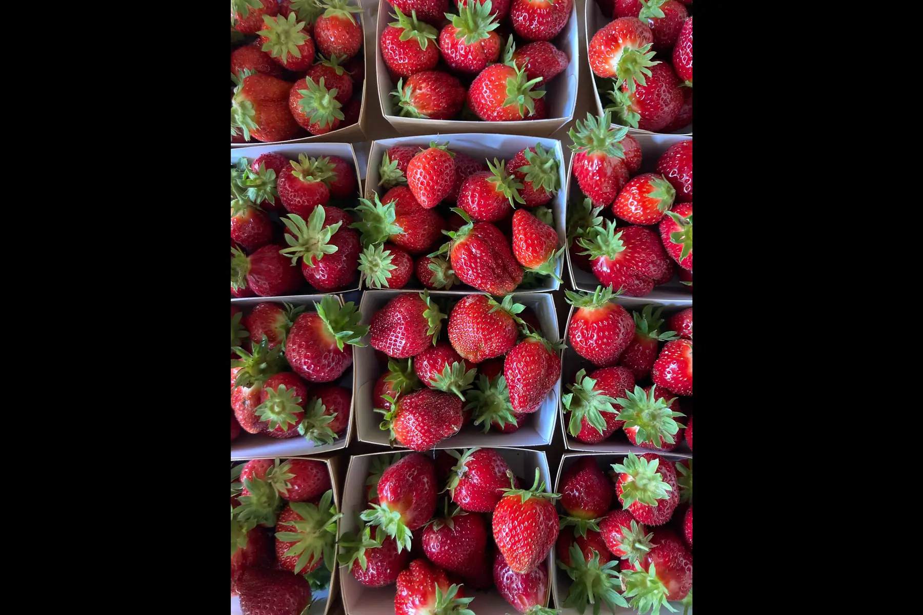 Fraises