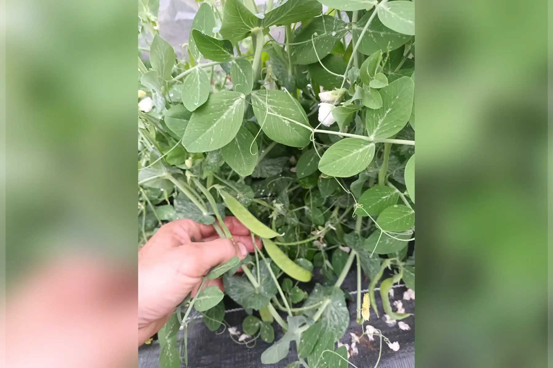 pois mange-tout, pois gourmand