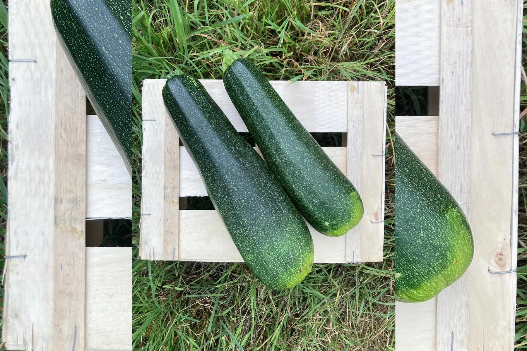 Courgette à farcir