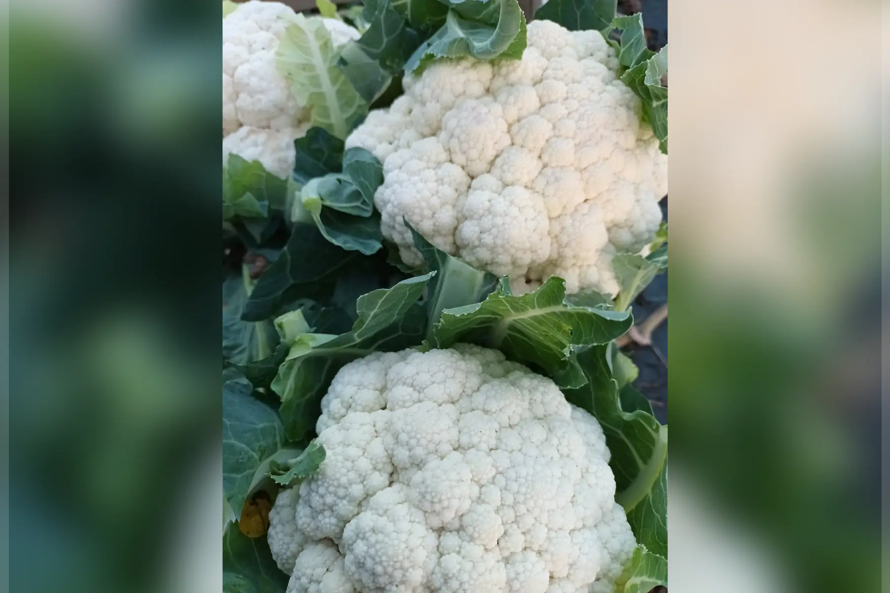 chou fleur