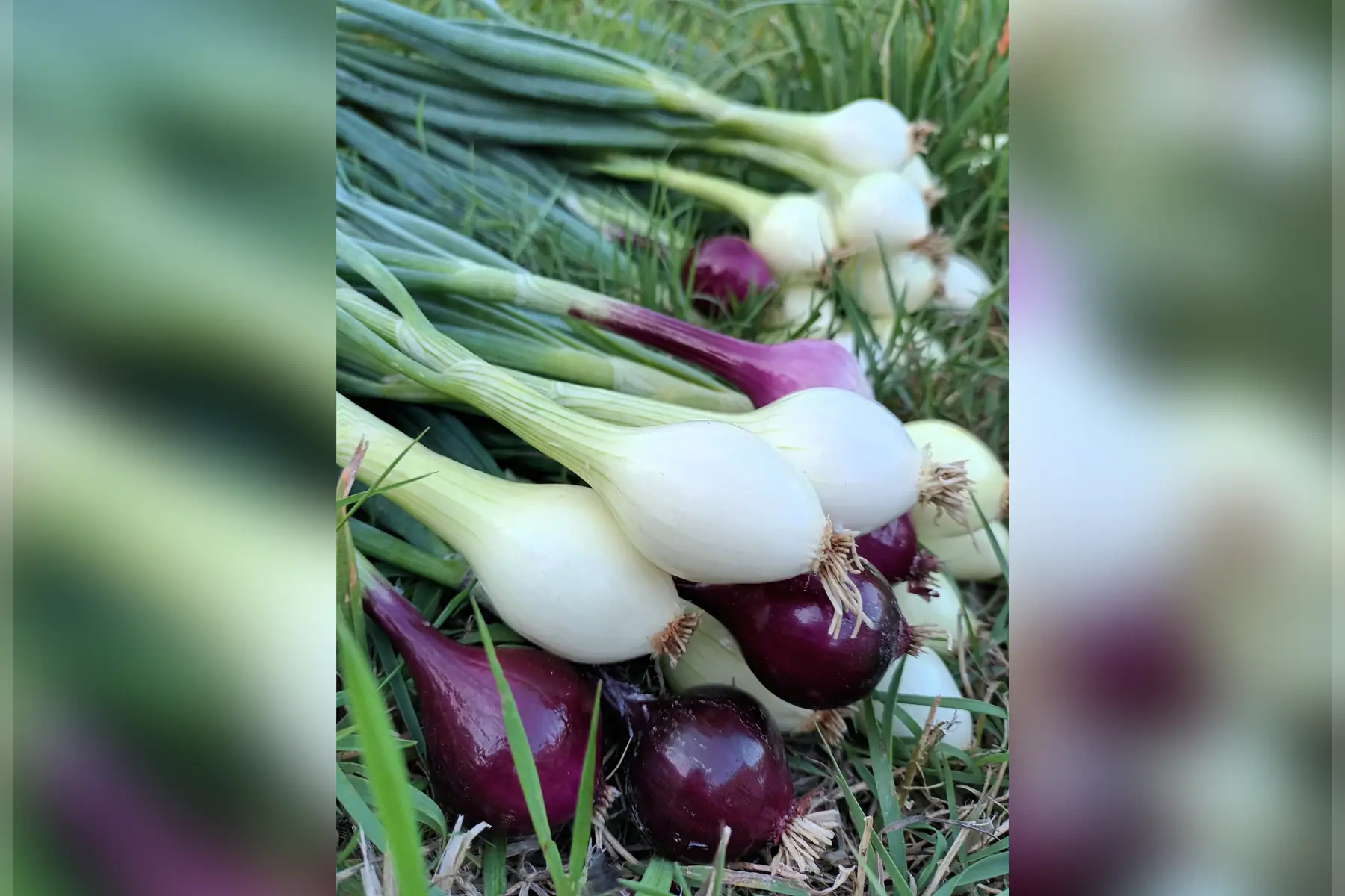La Ferme du Rouge-gorge