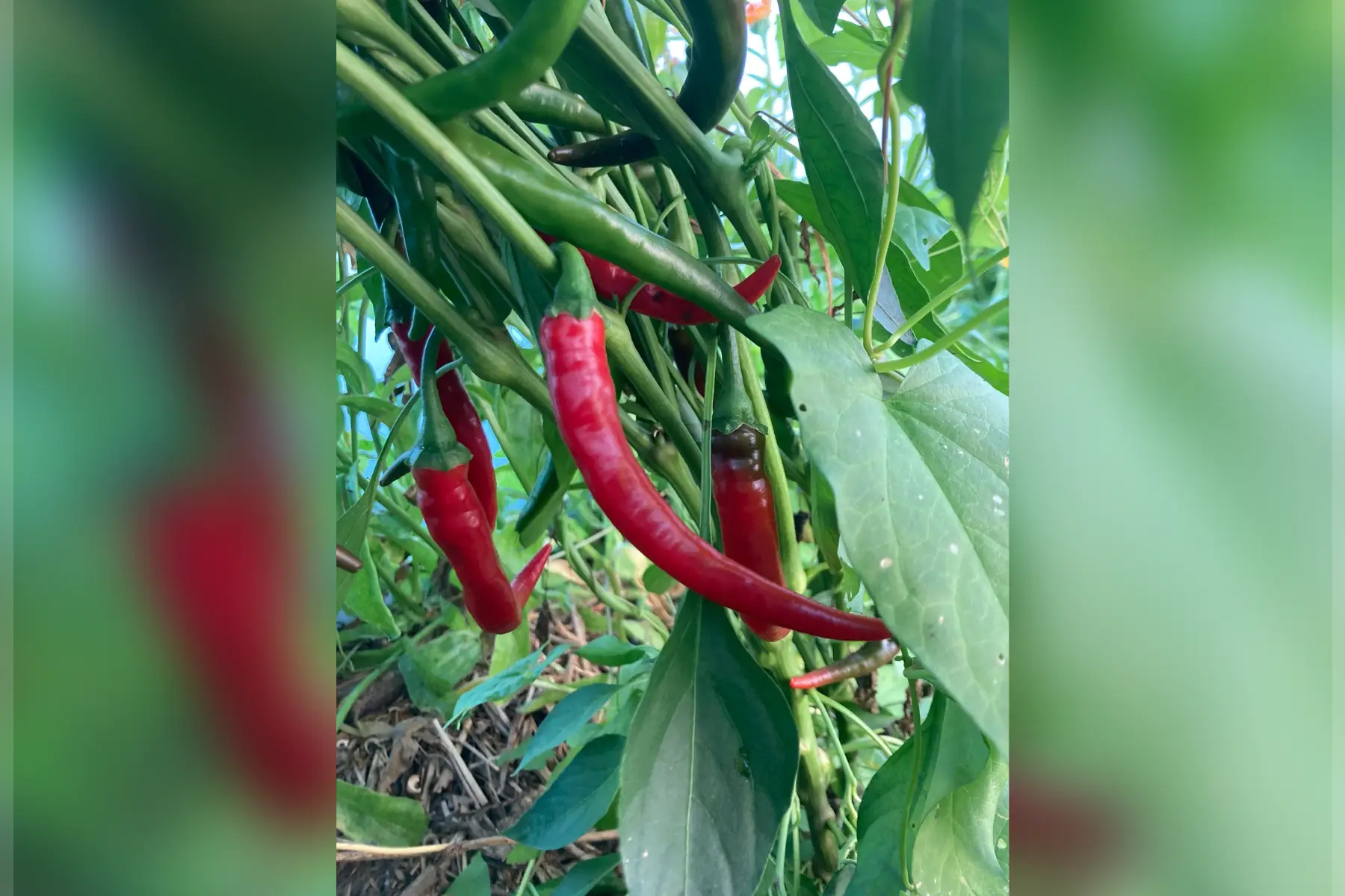 piment de cayenne