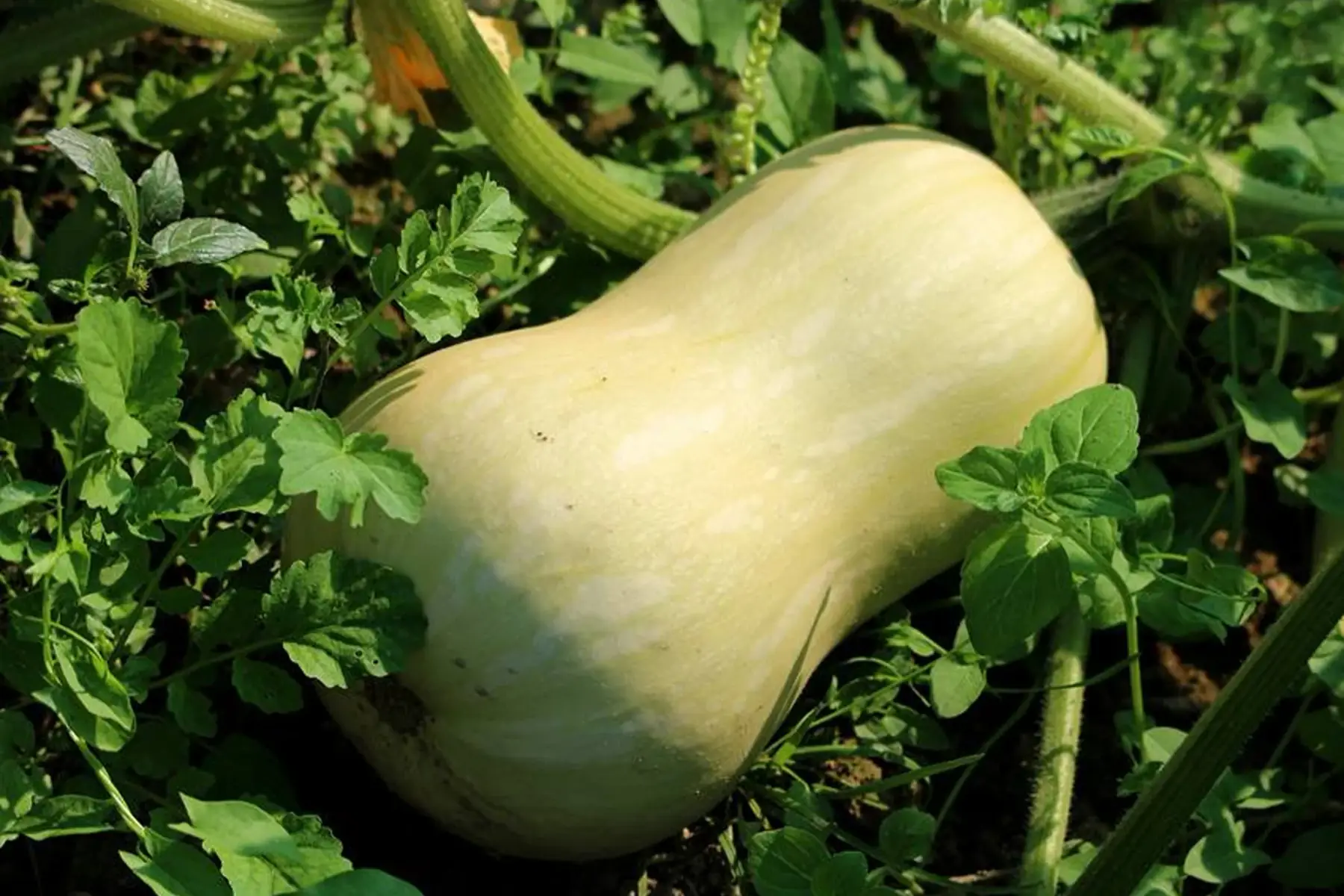 courge butternut