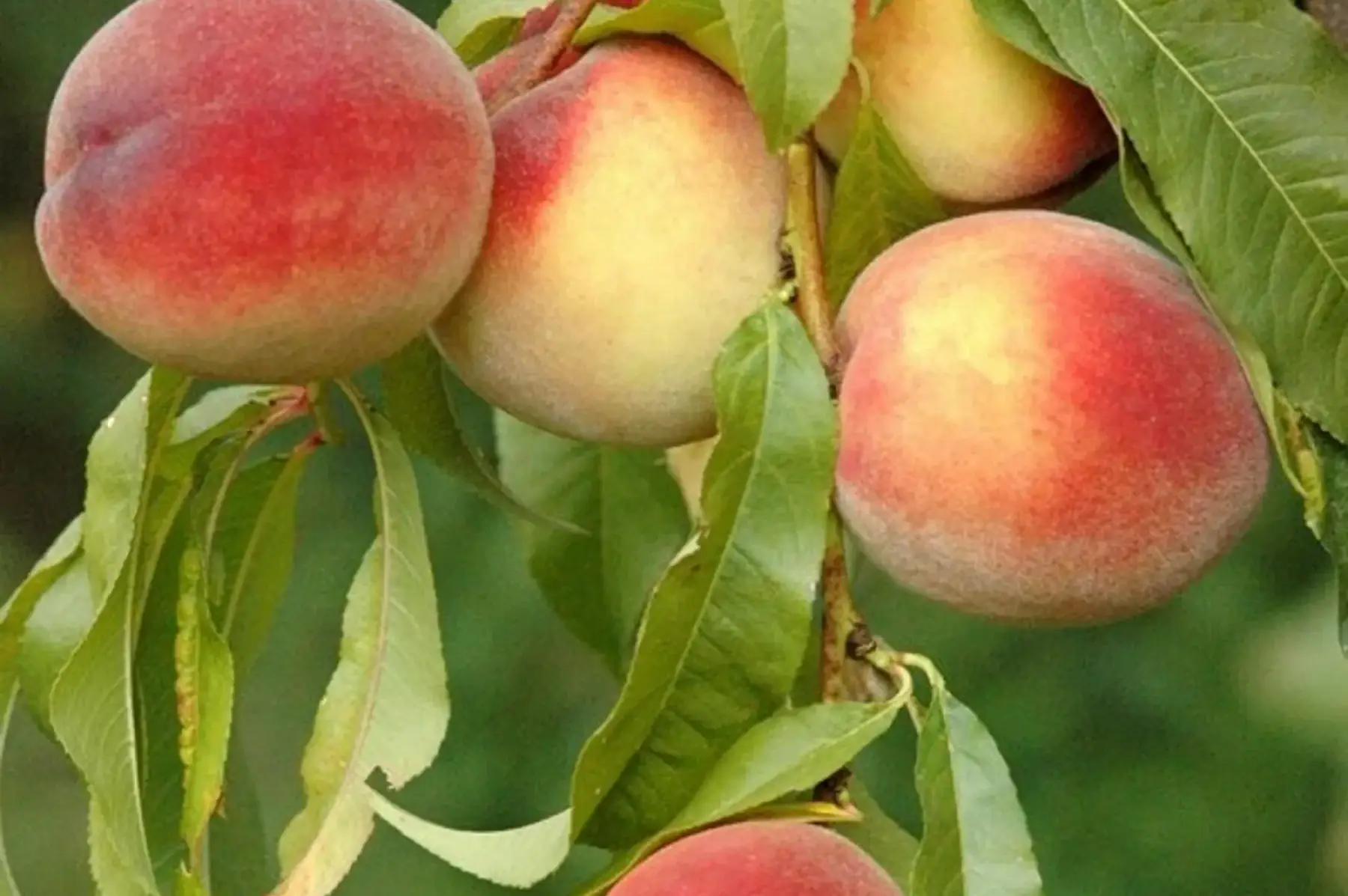 Petites pêches du jardin