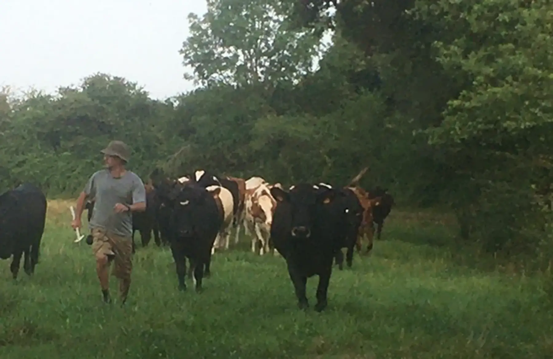 Pièce de boeuf au choix ... congélée