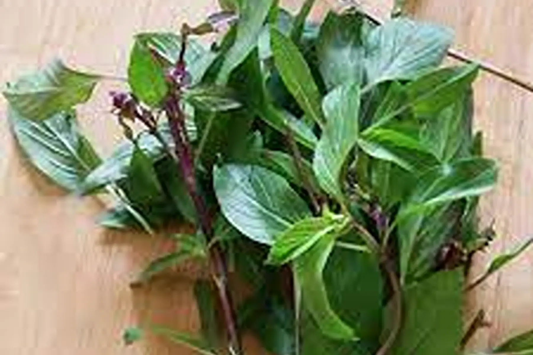 basilic thaïlandais